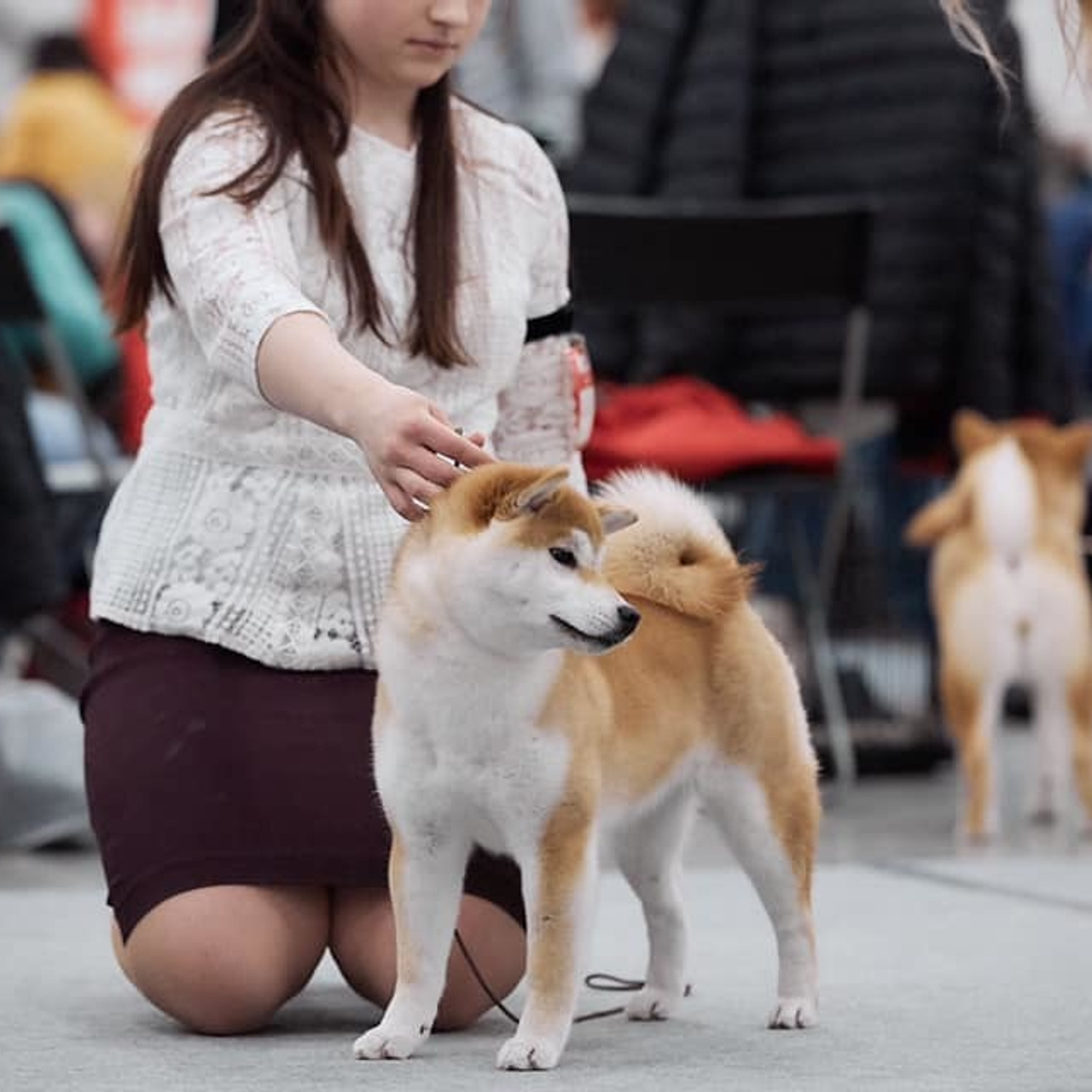2019. SHIOMARU Shiba and Akita Inu Kennel