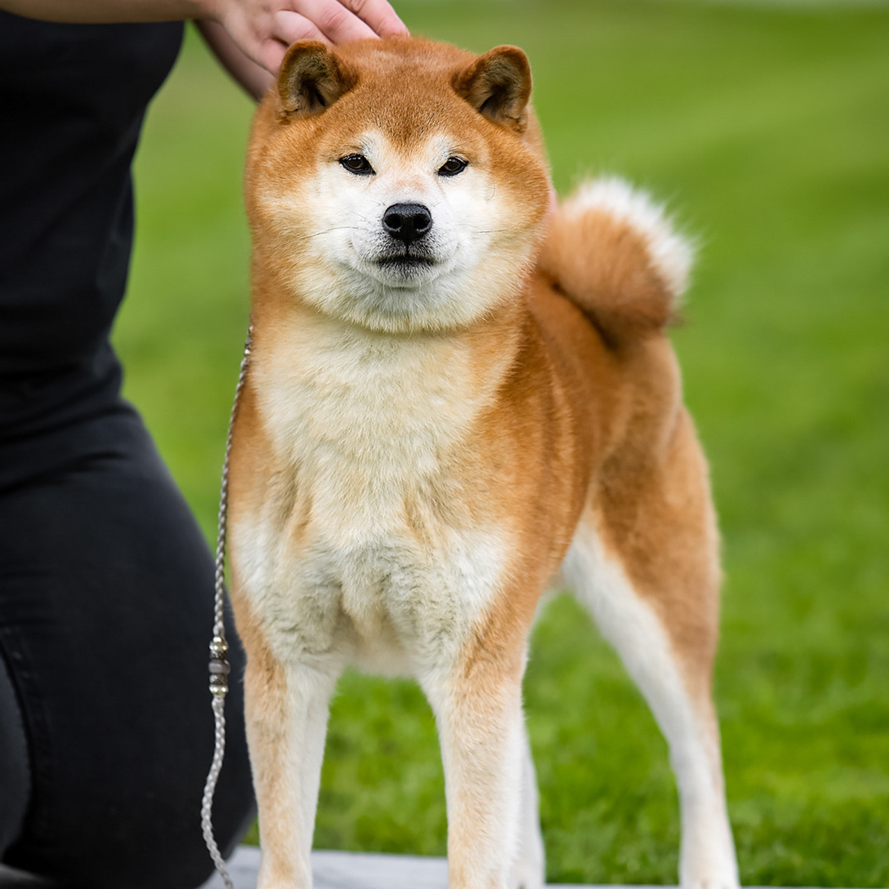 HANDZIMEMESITE HIRO. SHIOMARU Shiba and Akita Inu Kennel