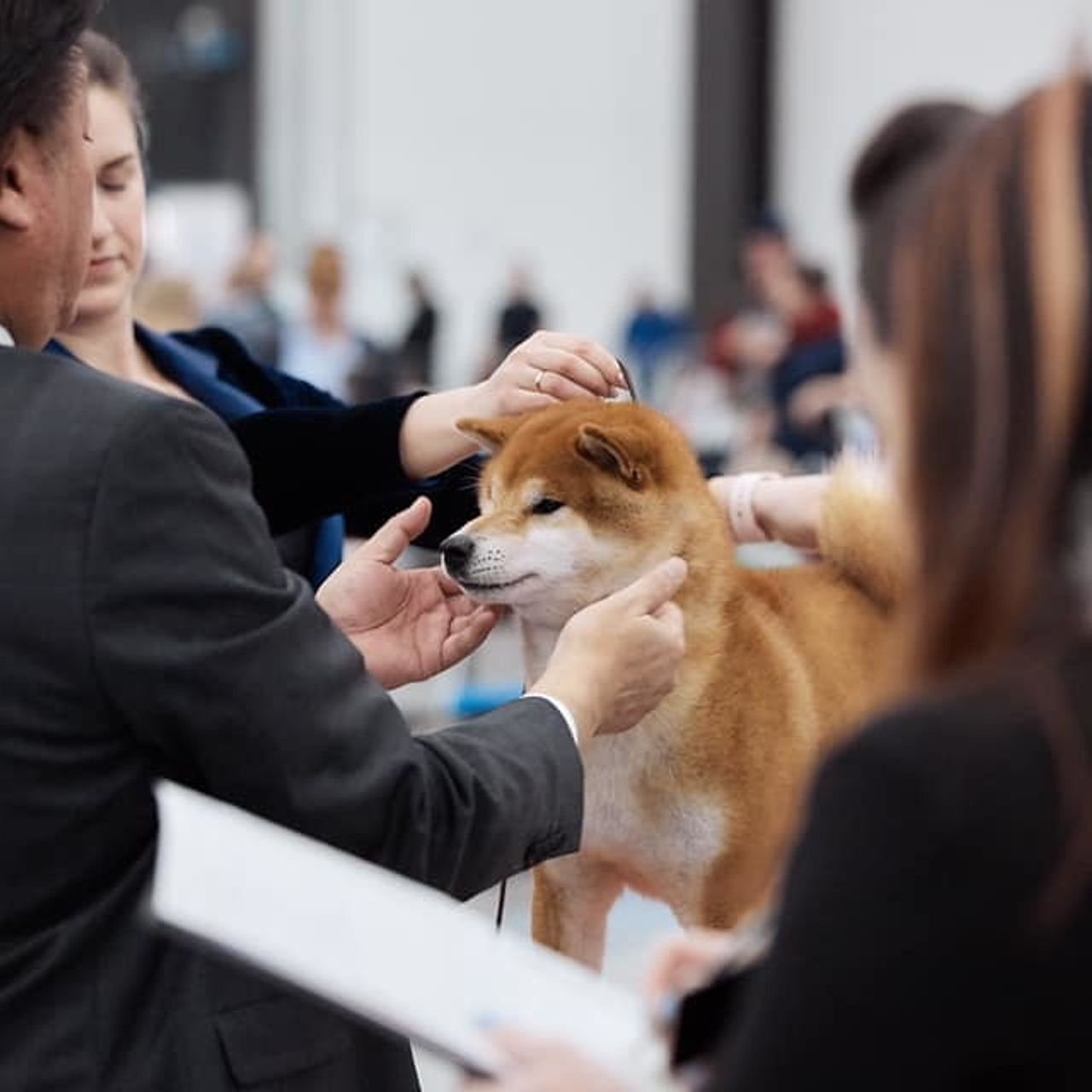 2019. SHIOMARU Shiba and Akita Inu Kennel