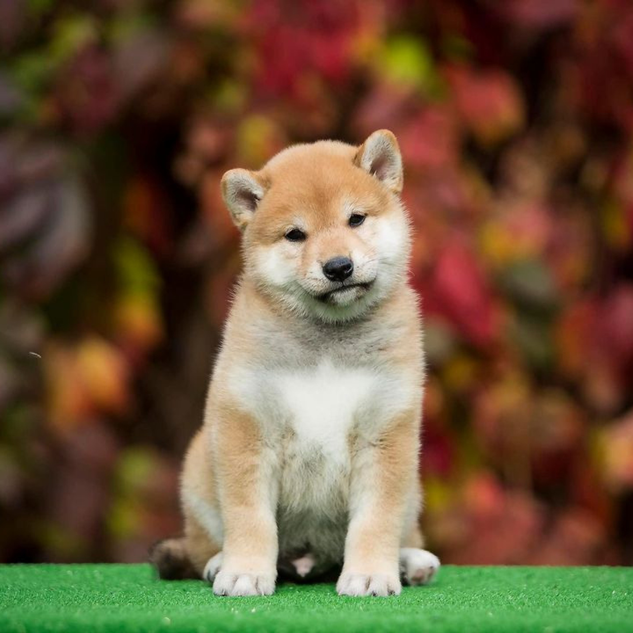 LITTER A. SHIOMARU Shiba and Akita Inu Kennel
