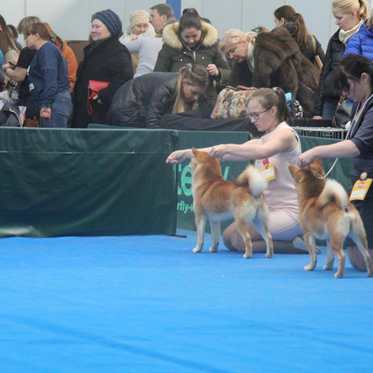 Dog show 2015. SHIOMARU Питомник сиба и акита-ину