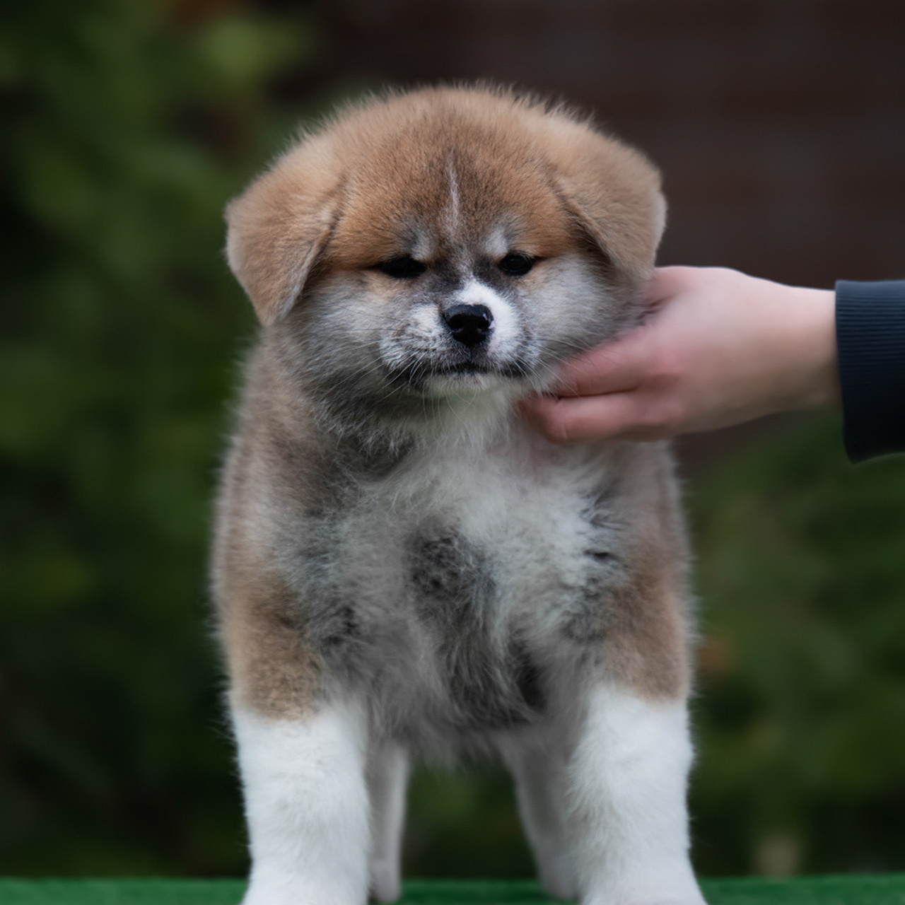 ПОМЕТ G. SHIOMARU Питомник сиба и акита-ину