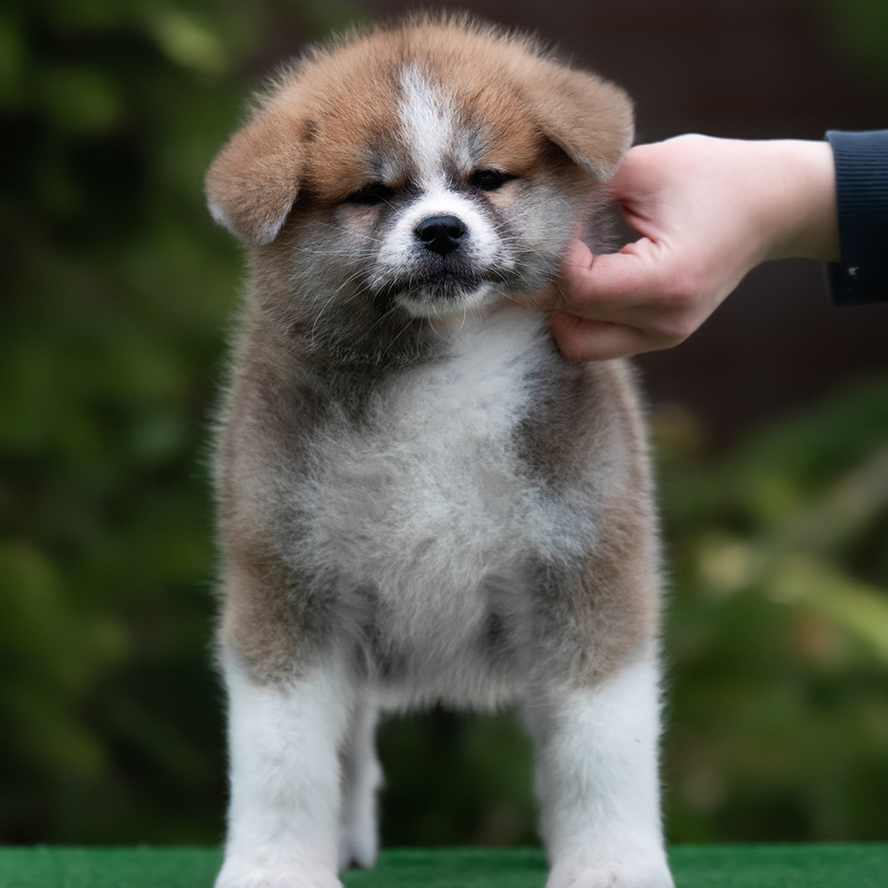 ПОМЕТ G. SHIOMARU Питомник сиба и акита-ину