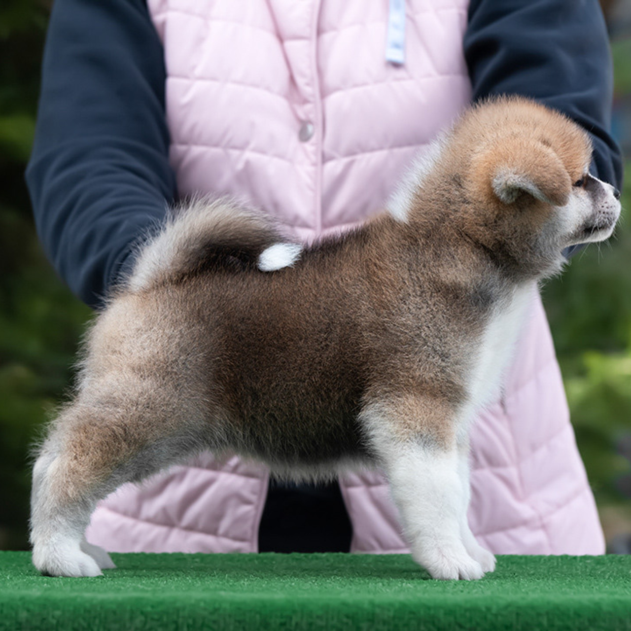 ПОМЕТ G. SHIOMARU Питомник сиба и акита-ину