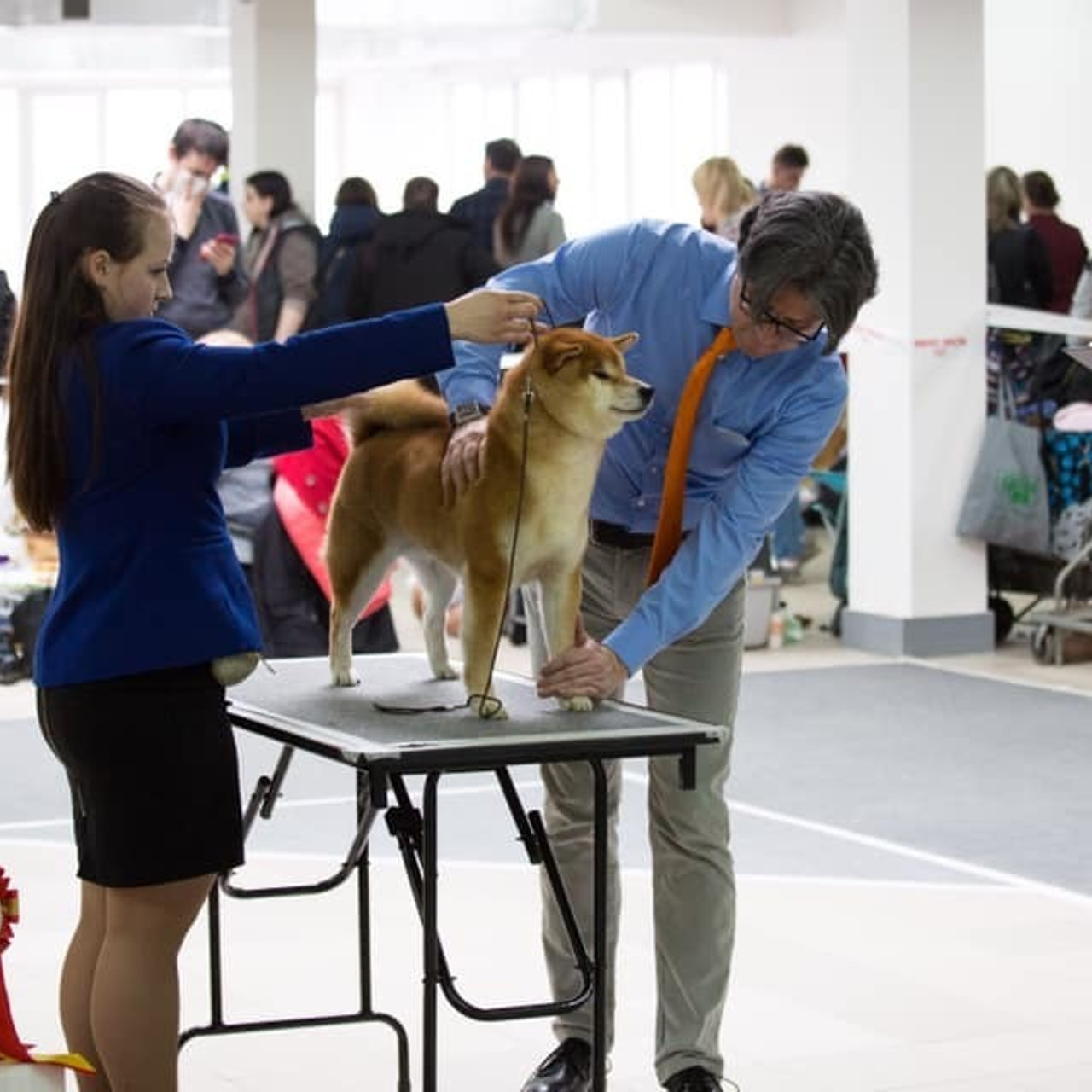 2019. SHIOMARU Shiba and Akita Inu Kennel