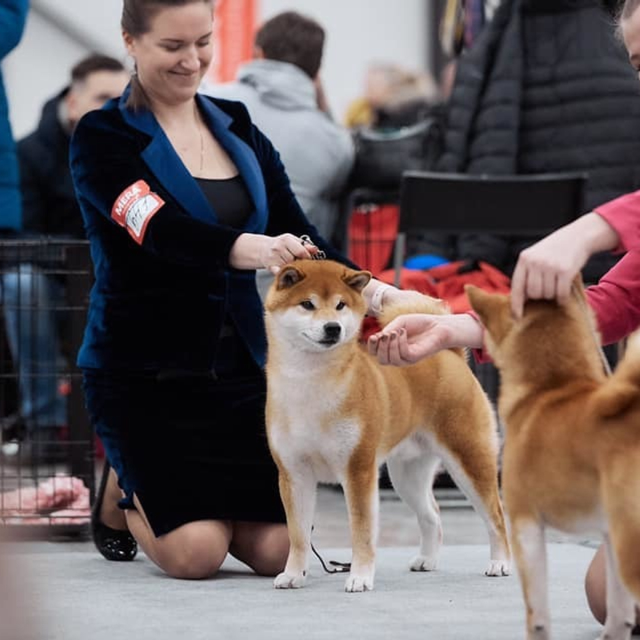 2019. SHIOMARU Shiba and Akita Inu Kennel