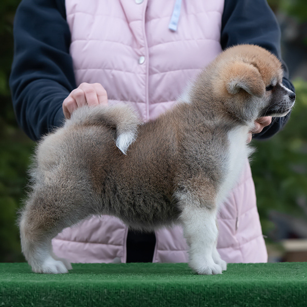 ПОМЕТ G. SHIOMARU Питомник сиба и акита-ину