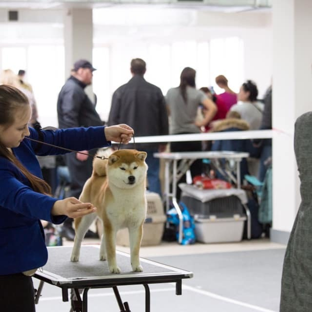 2019. SHIOMARU Shiba and Akita Inu Kennel