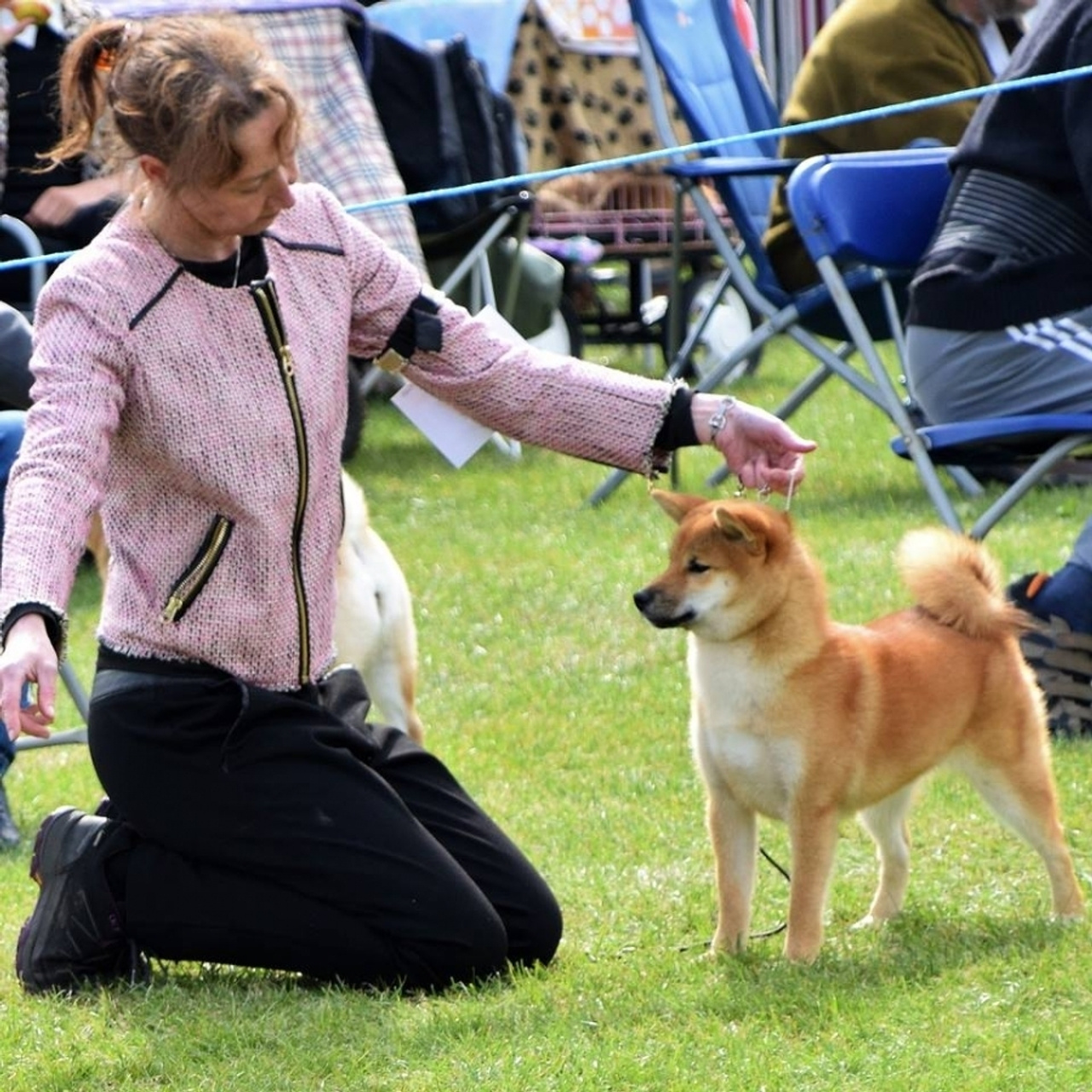 Выпускники питомника. SHIOMARU Питомник сиба и акита-ину