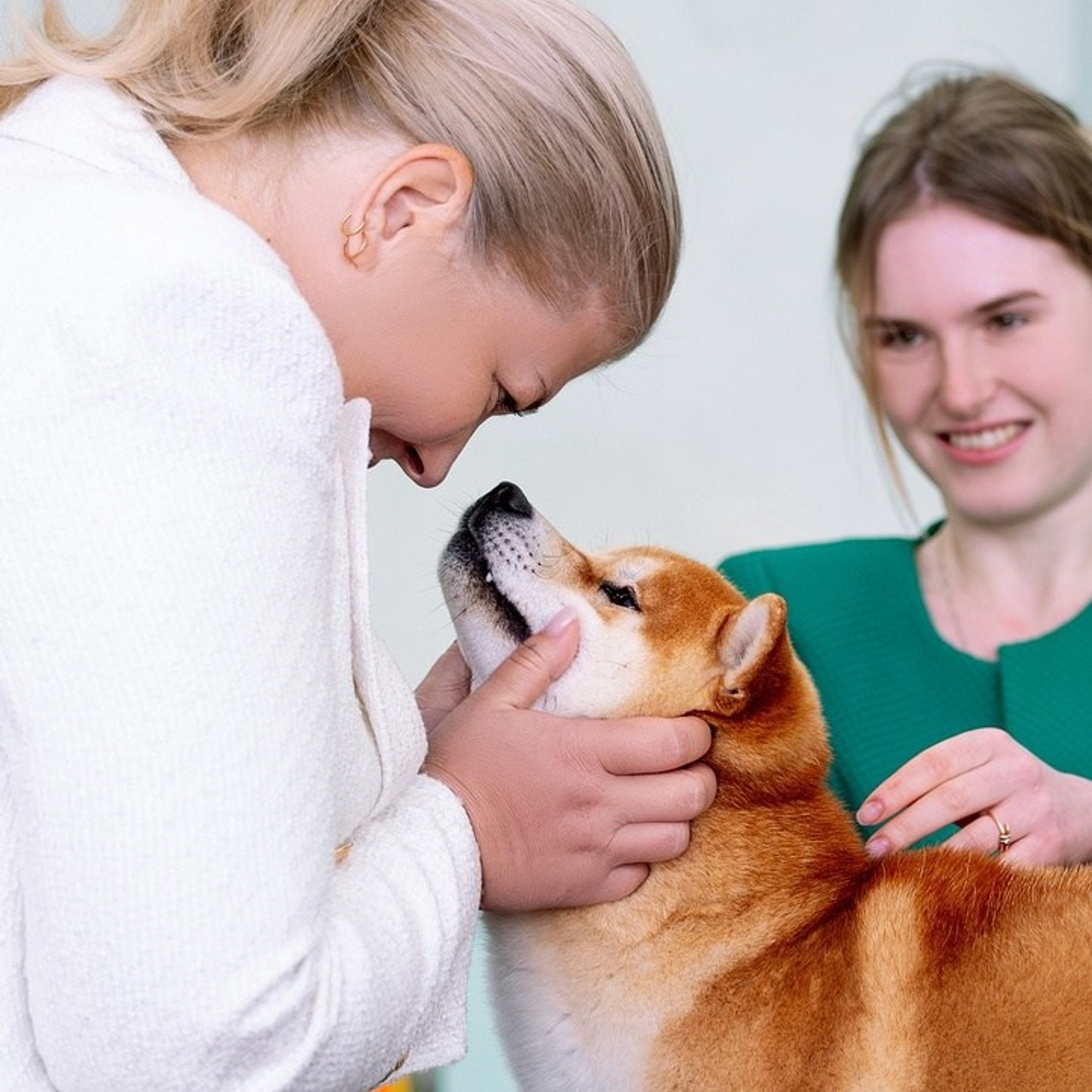 2024. SHIOMARU Shiba and Akita Inu Kennel