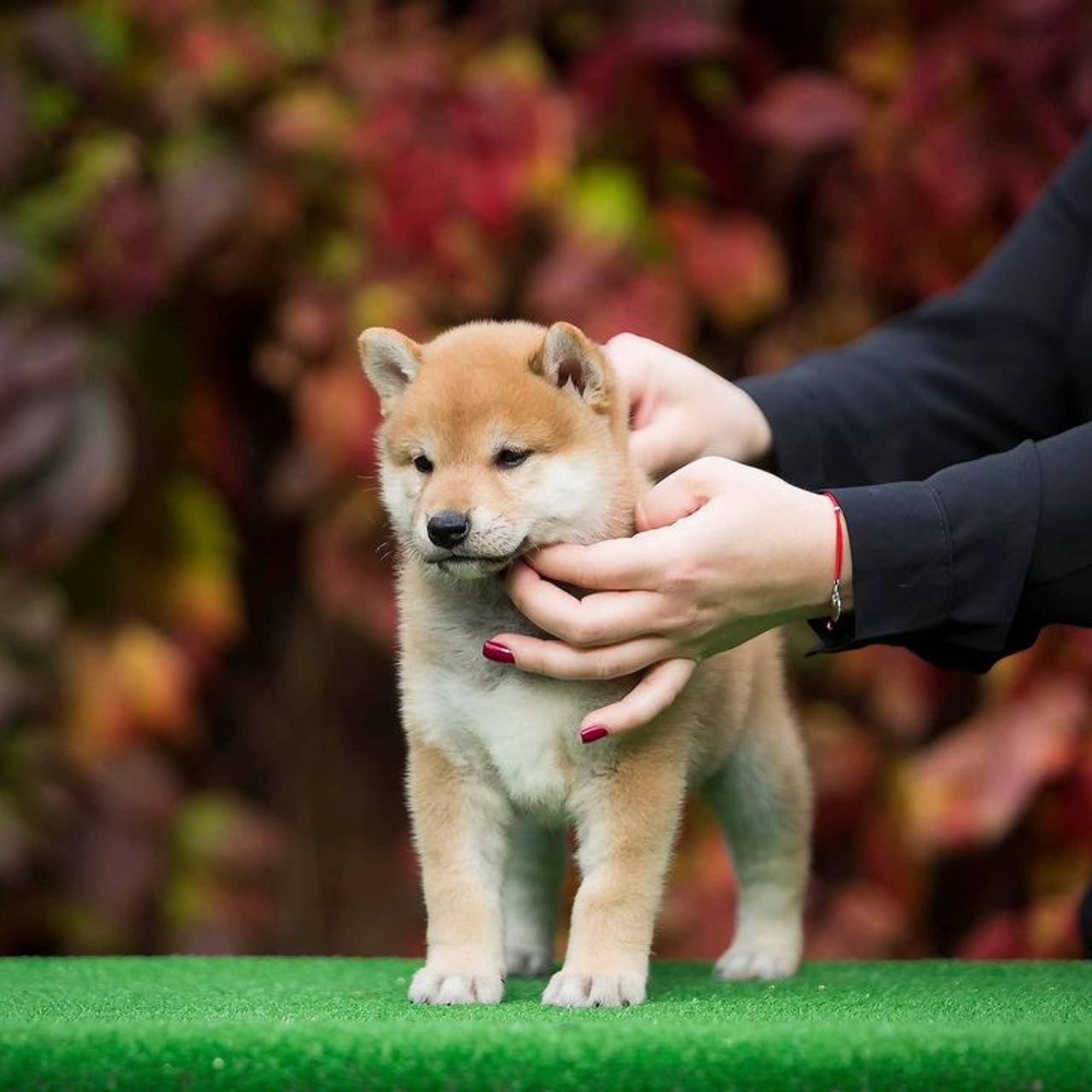 LITTER A. SHIOMARU Shiba and Akita Inu Kennel