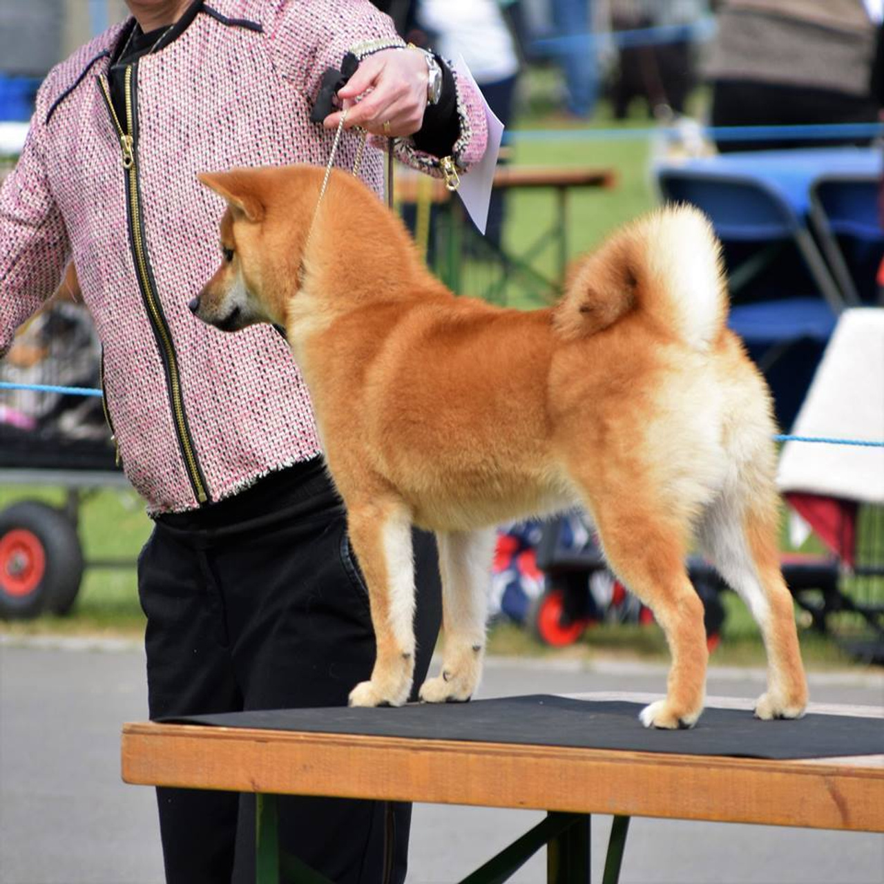 Выпускники питомника. SHIOMARU Питомник сиба и акита-ину