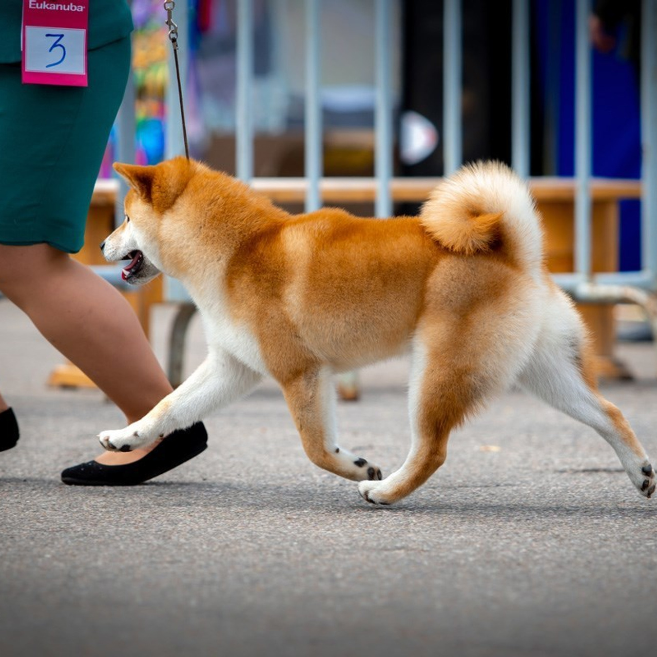2019. SHIOMARU Shiba and Akita Inu Kennel