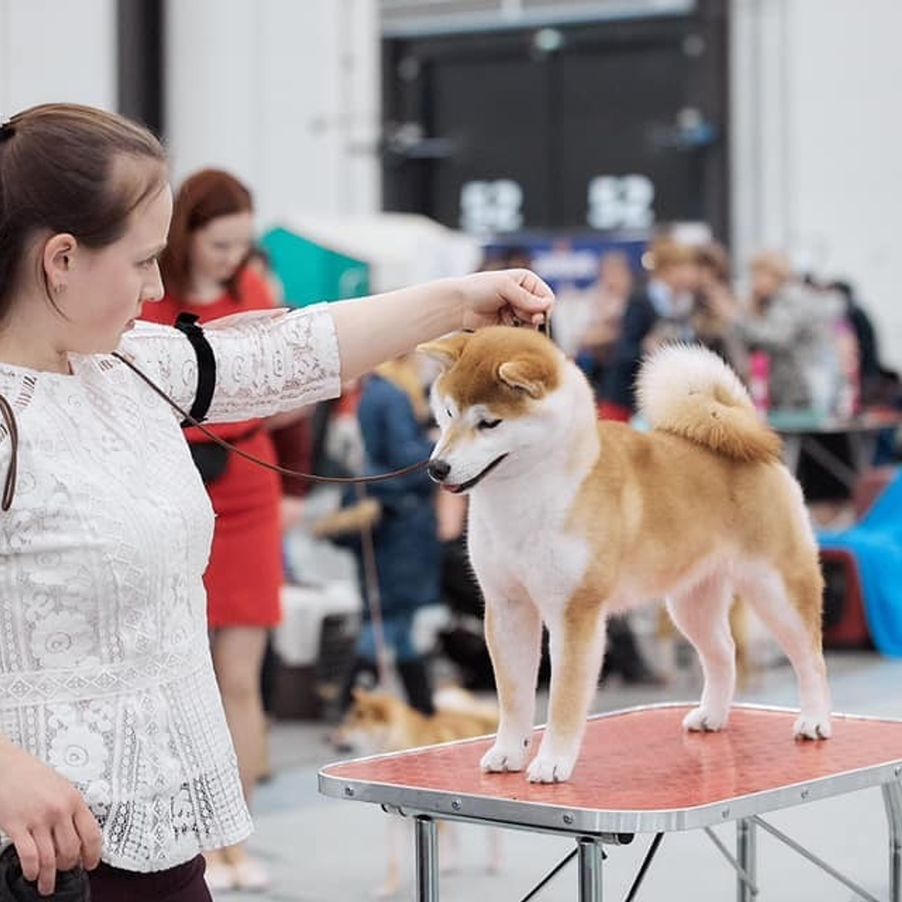 2019. SHIOMARU Shiba and Akita Inu Kennel