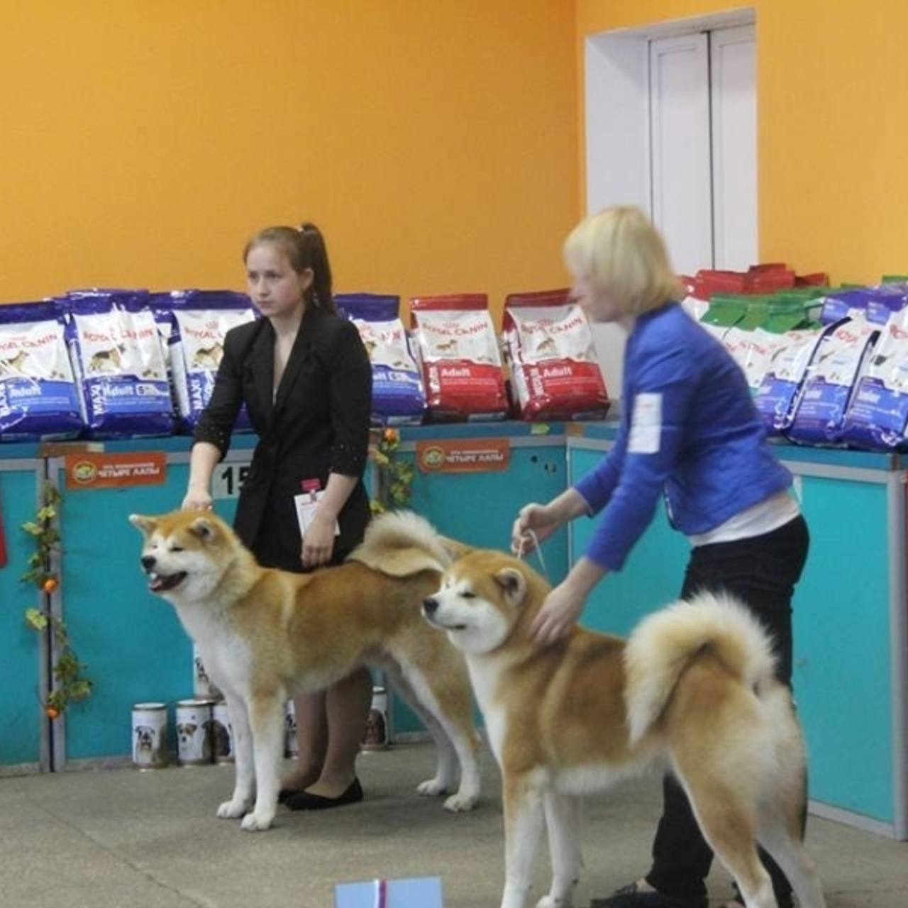 Dog show 2015. SHIOMARU Питомник сиба и акита-ину