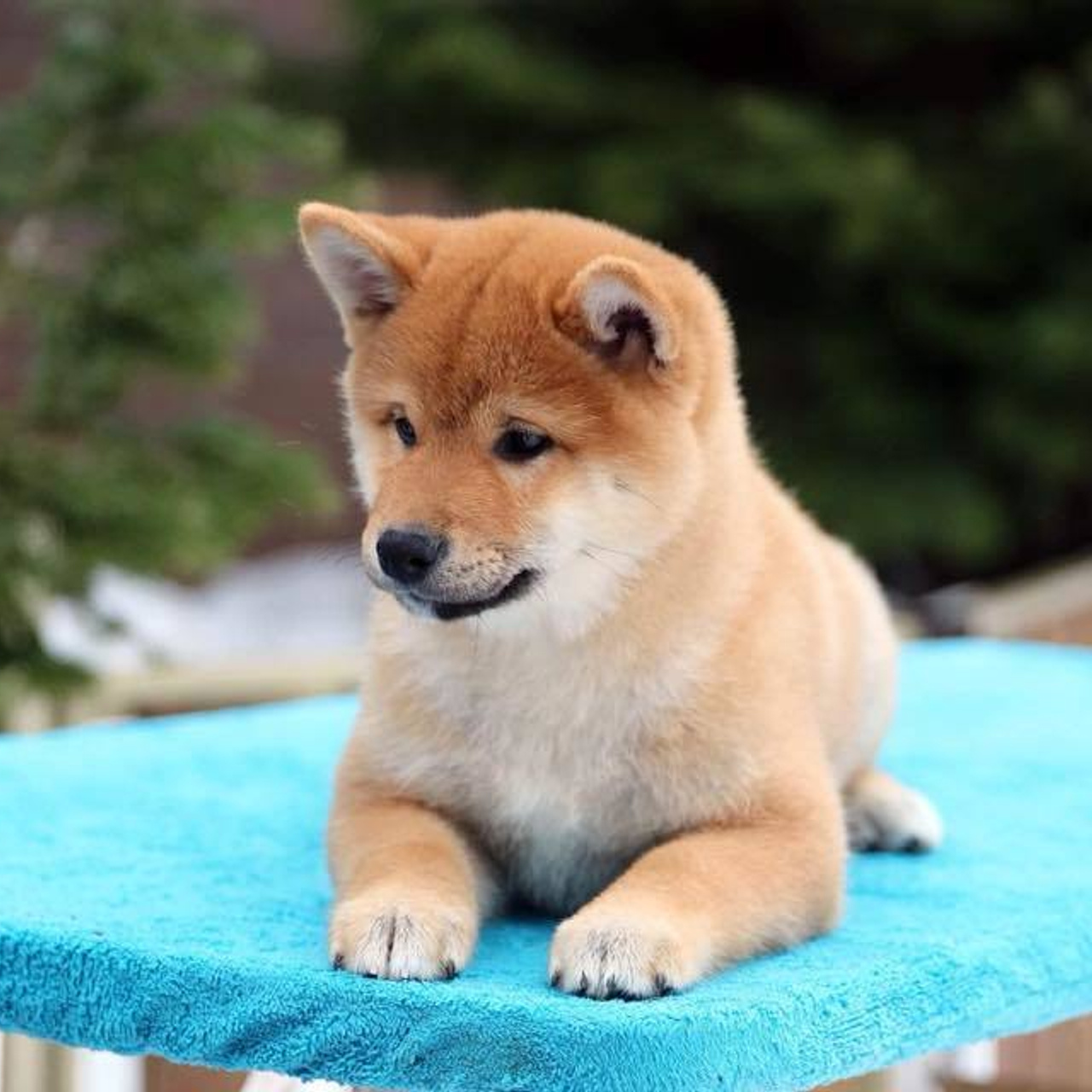 ПОМЕТ J. SHIOMARU Питомник сиба и акита-ину