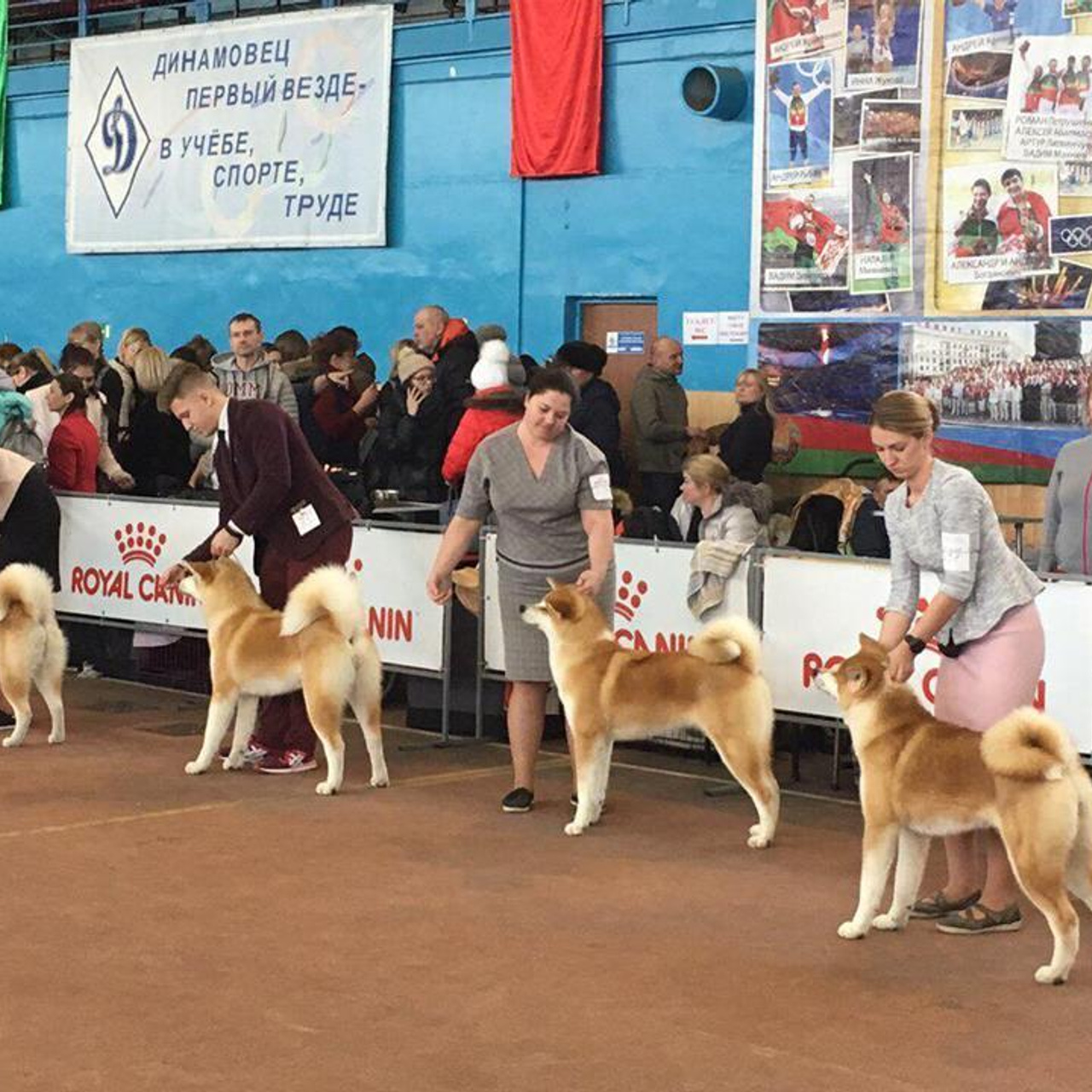 Выпускники питомника. SHIOMARU Питомник сиба и акита-ину
