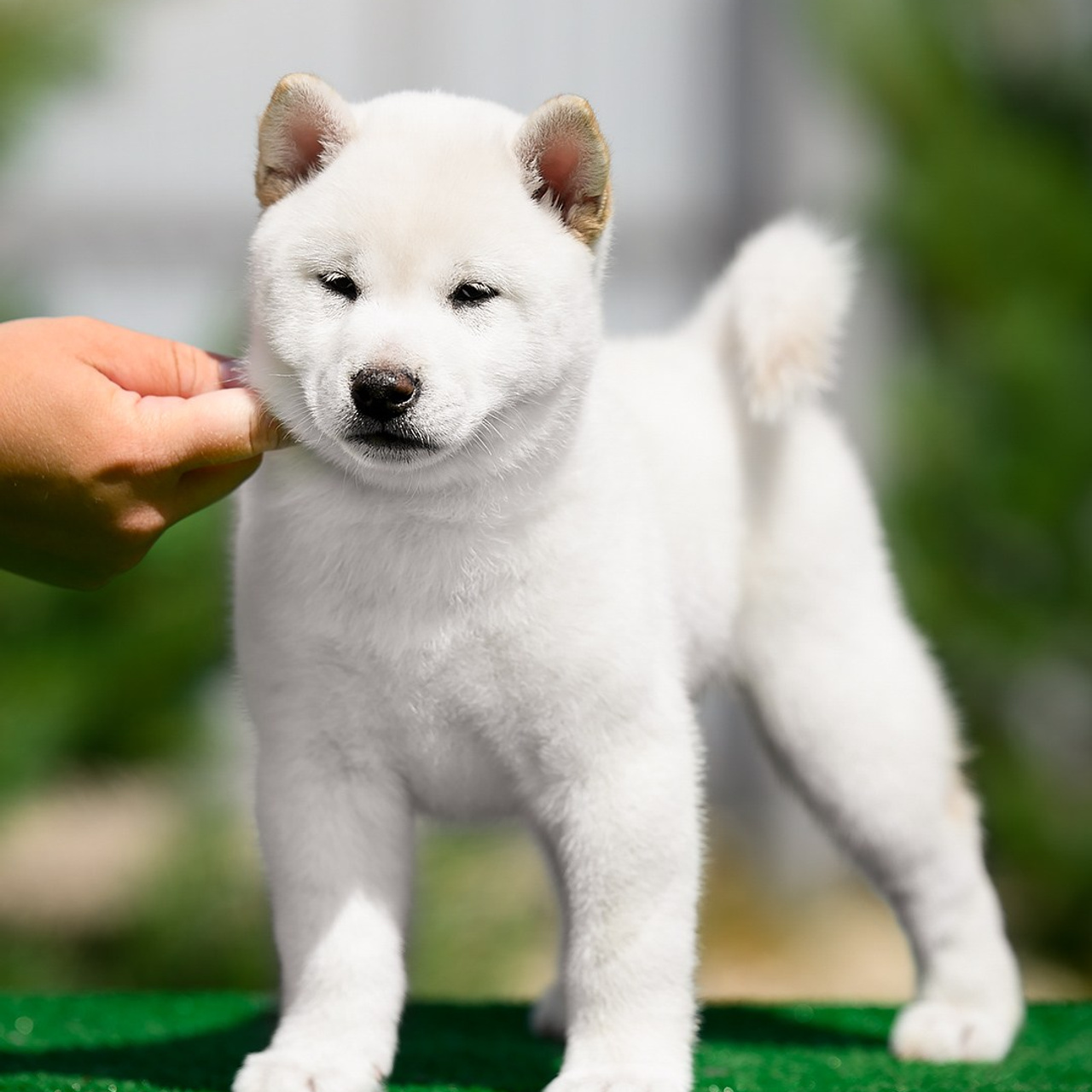 ПОМЕТ G. SHIOMARU Shiba and Akita Inu Kennel