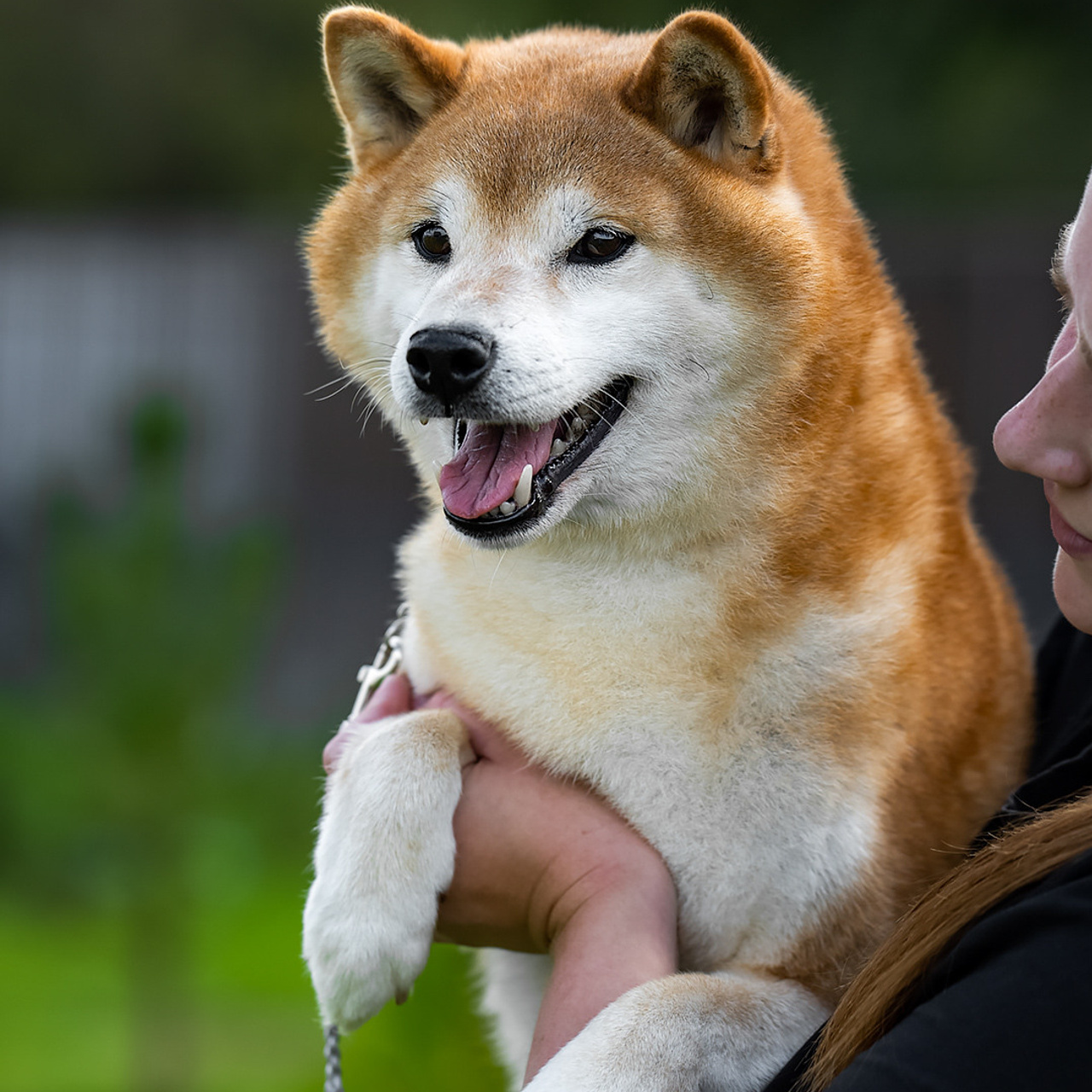 HANDZIMEMESITE HIRO. SHIOMARU Shiba and Akita Inu Kennel