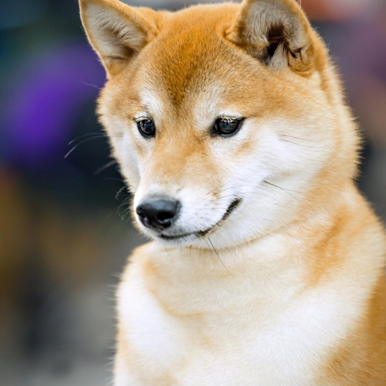 HANDZIMEMESITE RUN. SHIOMARU Питомник сиба и акита-ину