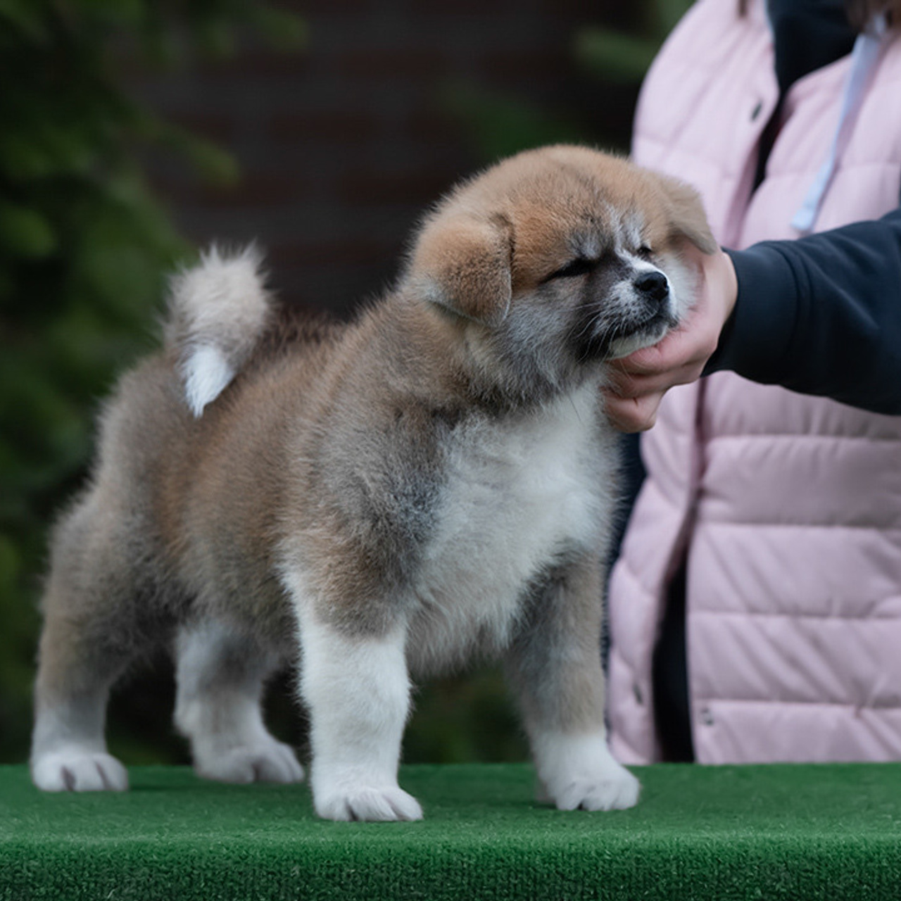 ПОМЕТ G. SHIOMARU Питомник сиба и акита-ину