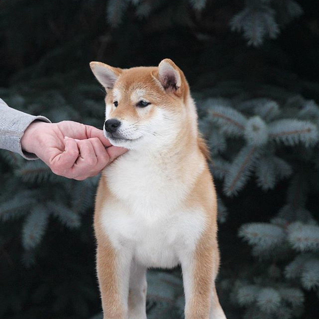 SHIOMARU QUEEN OF DRAGONS. SHIOMARU Питомник сиба и акита-ину