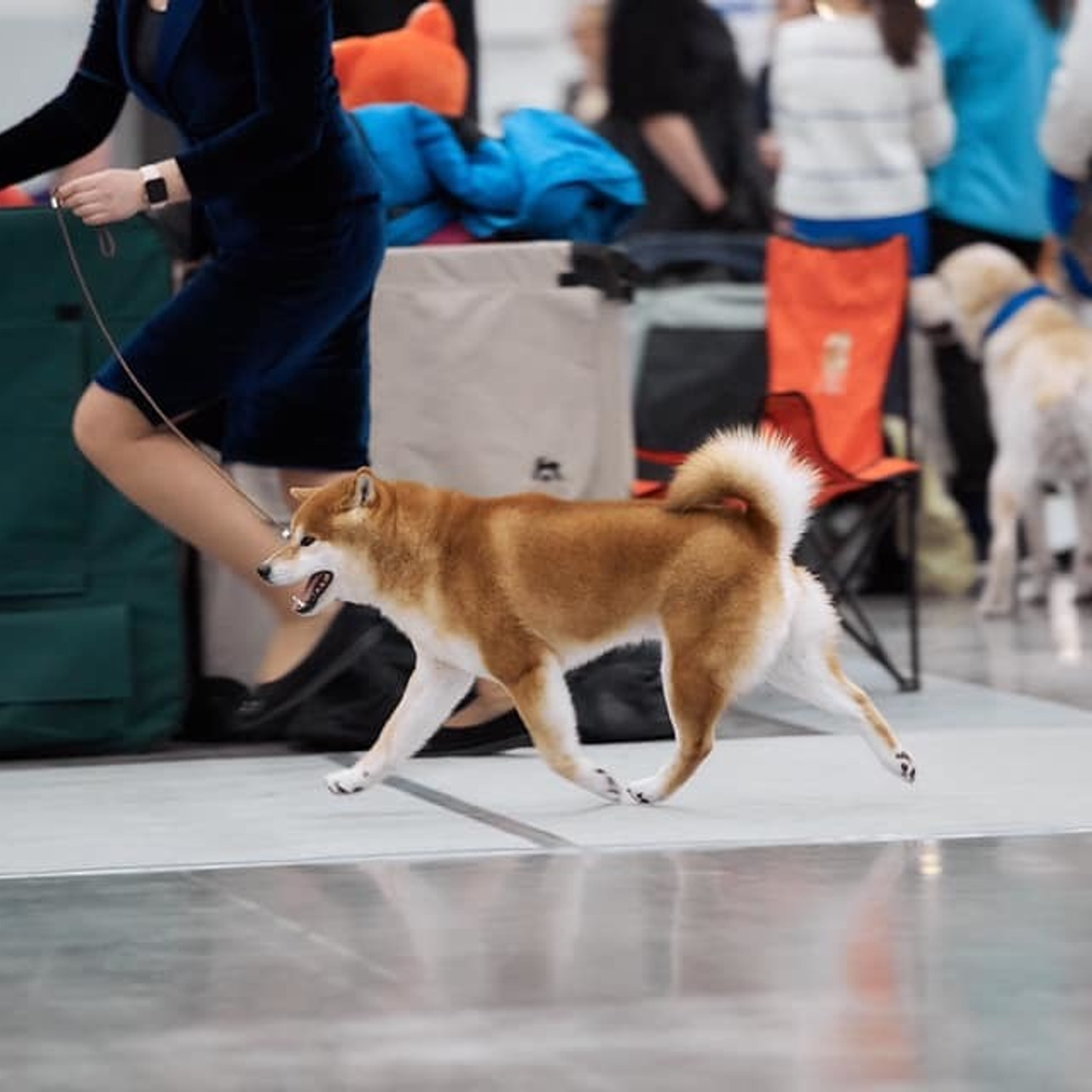 2019. SHIOMARU Shiba and Akita Inu Kennel