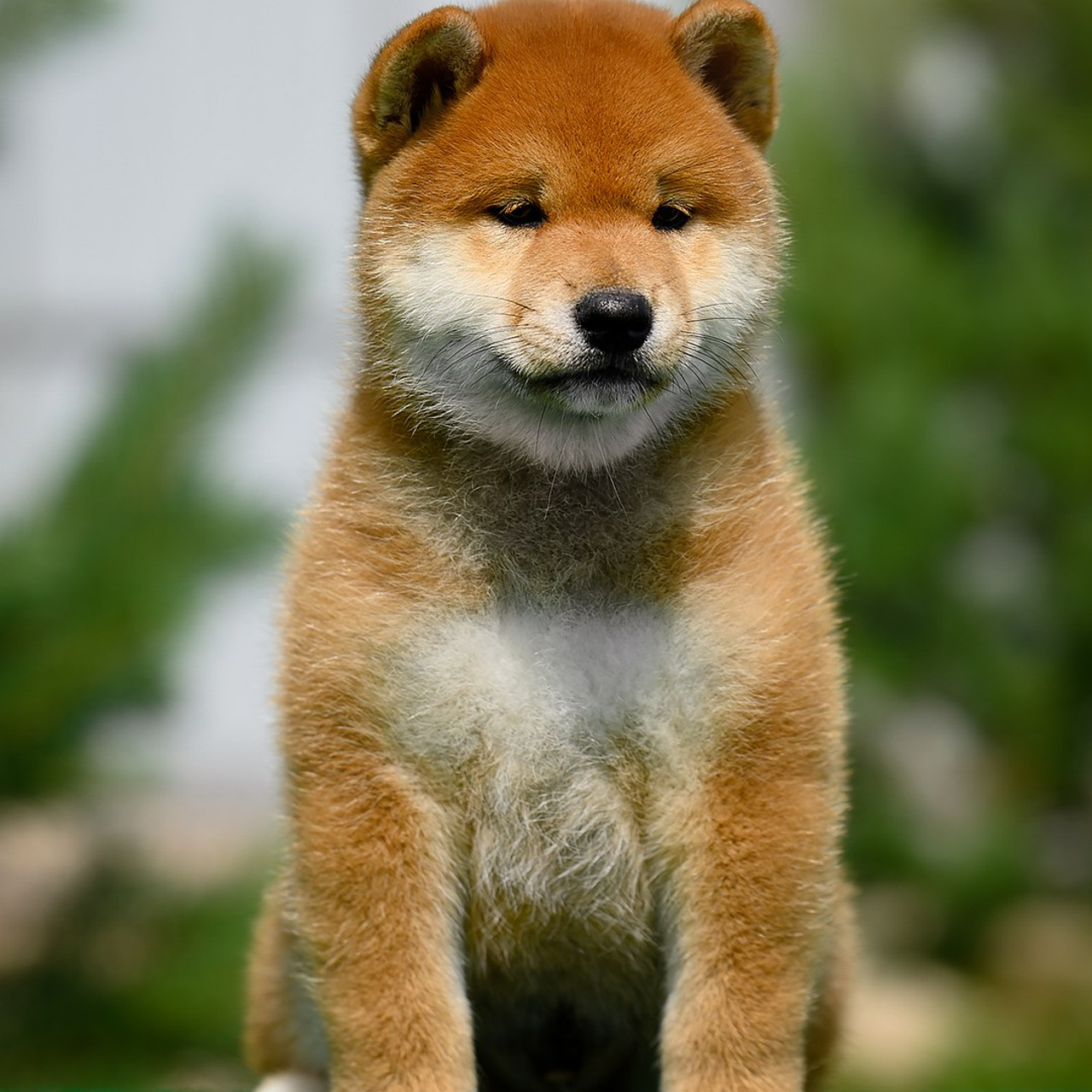 SHIOMARU ALL ABOUT YOU. SHIOMARU Питомник сиба и акита-ину