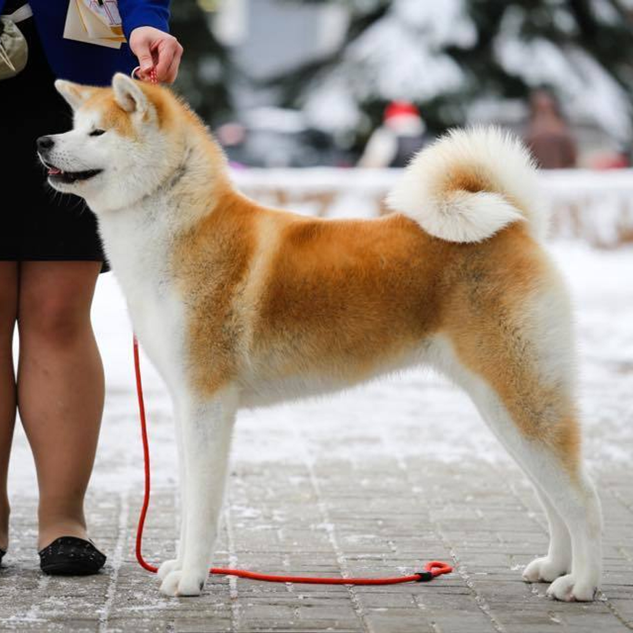 Выпускники питомника. SHIOMARU Питомник сиба и акита-ину