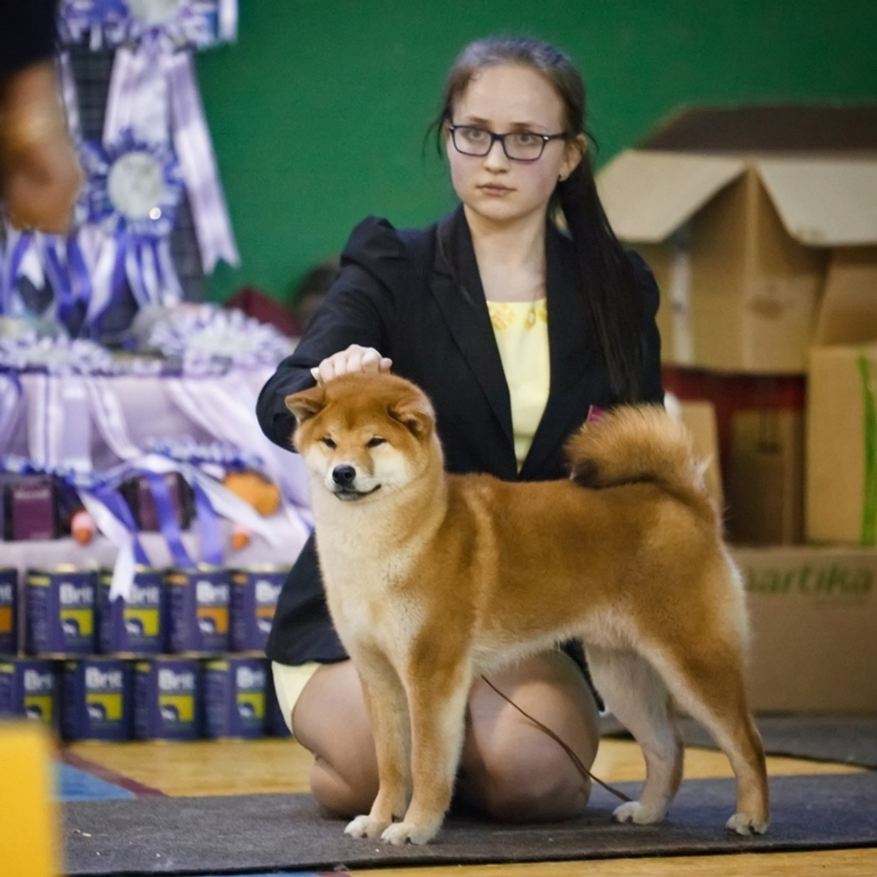 HANDZIMEMESITE HIRO. SHIOMARU Shiba and Akita Inu Kennel