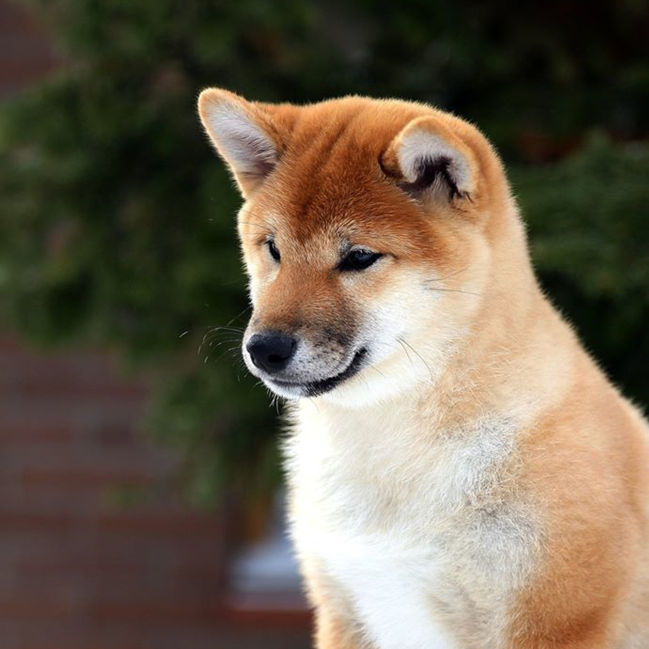 ПОМЕТ J. SHIOMARU Питомник сиба и акита-ину