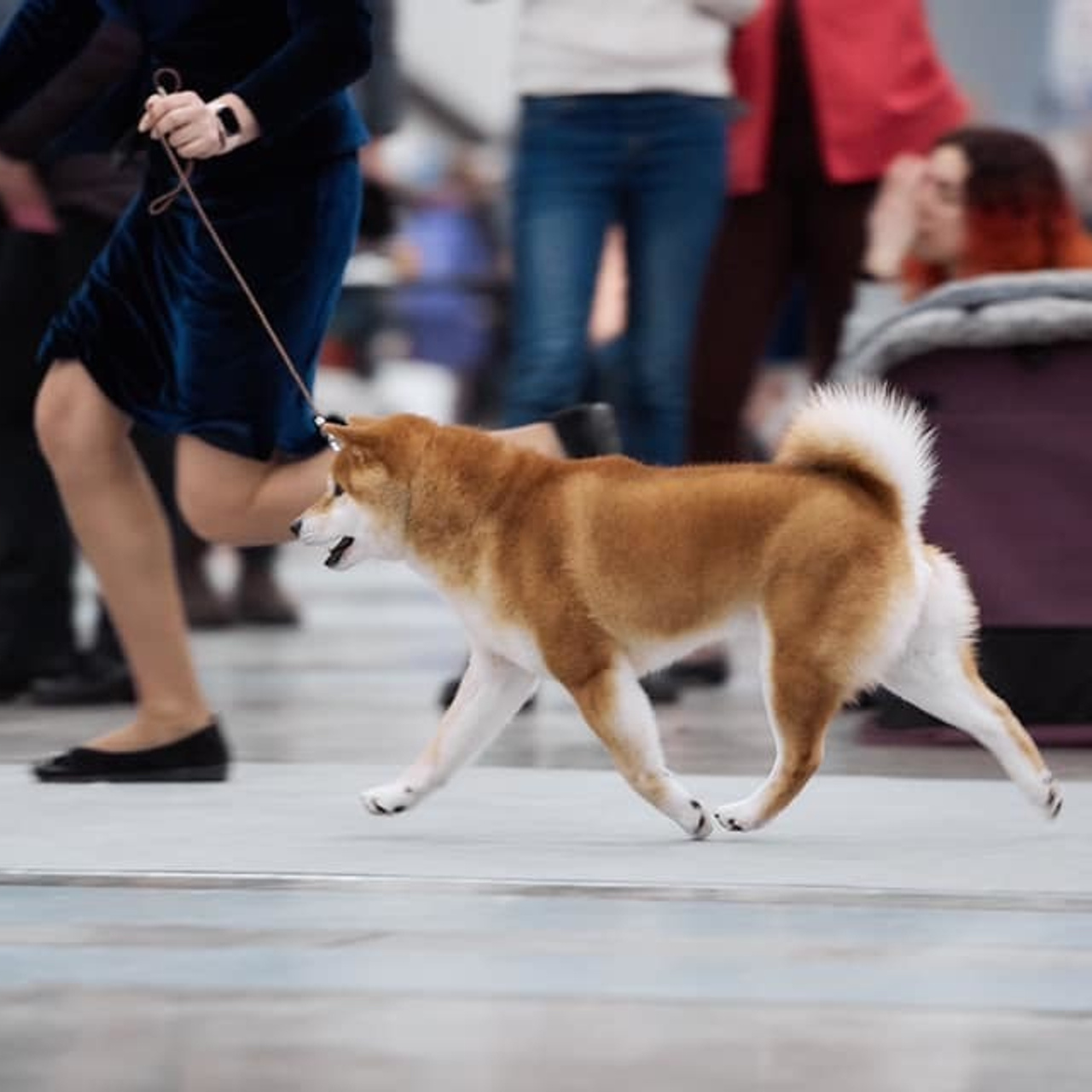 2019. SHIOMARU Shiba and Akita Inu Kennel