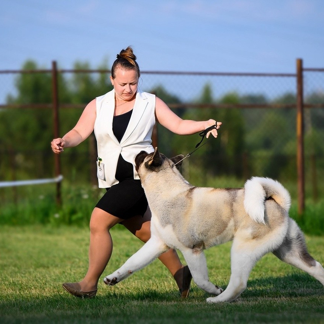 2024. SHIOMARU Shiba and Akita Inu Kennel