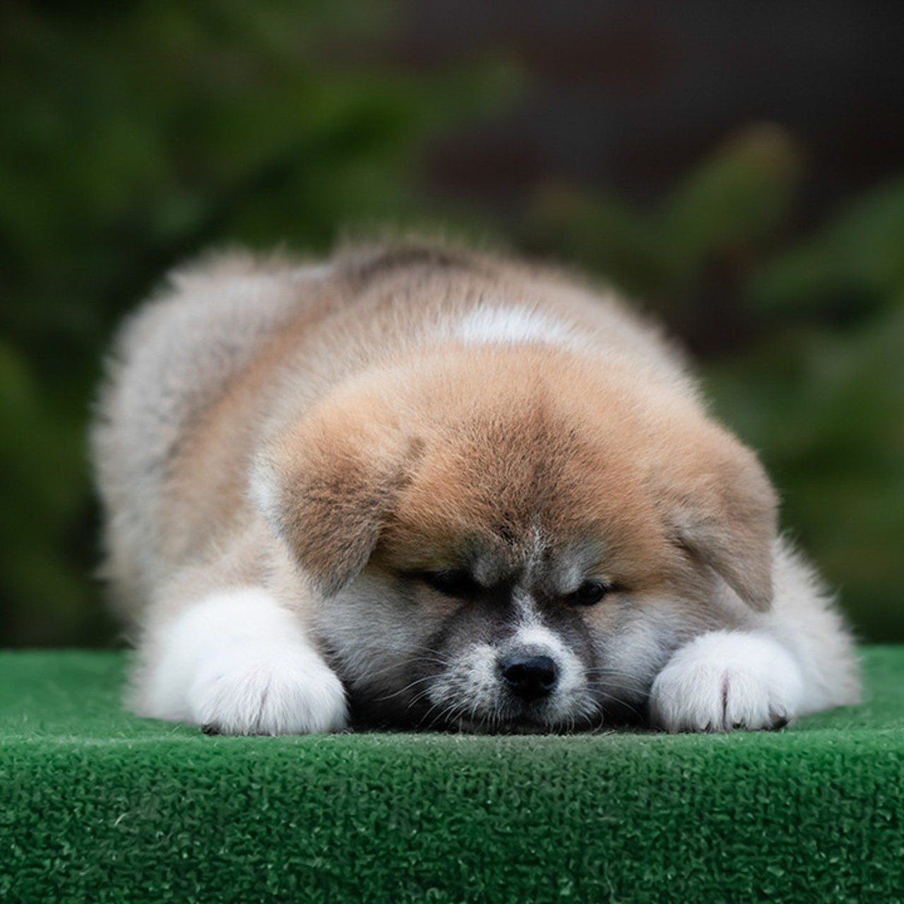 ПОМЕТ G. SHIOMARU Питомник сиба и акита-ину