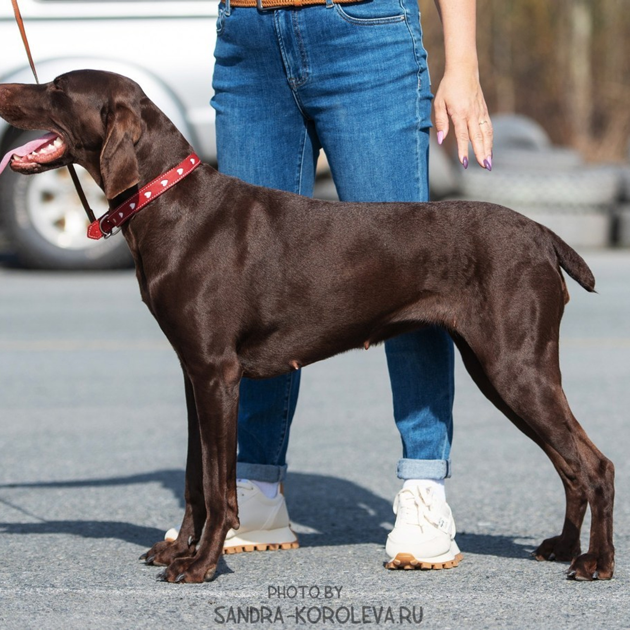Отзывы. Дог-фотограф в Тюмени Александра Королева