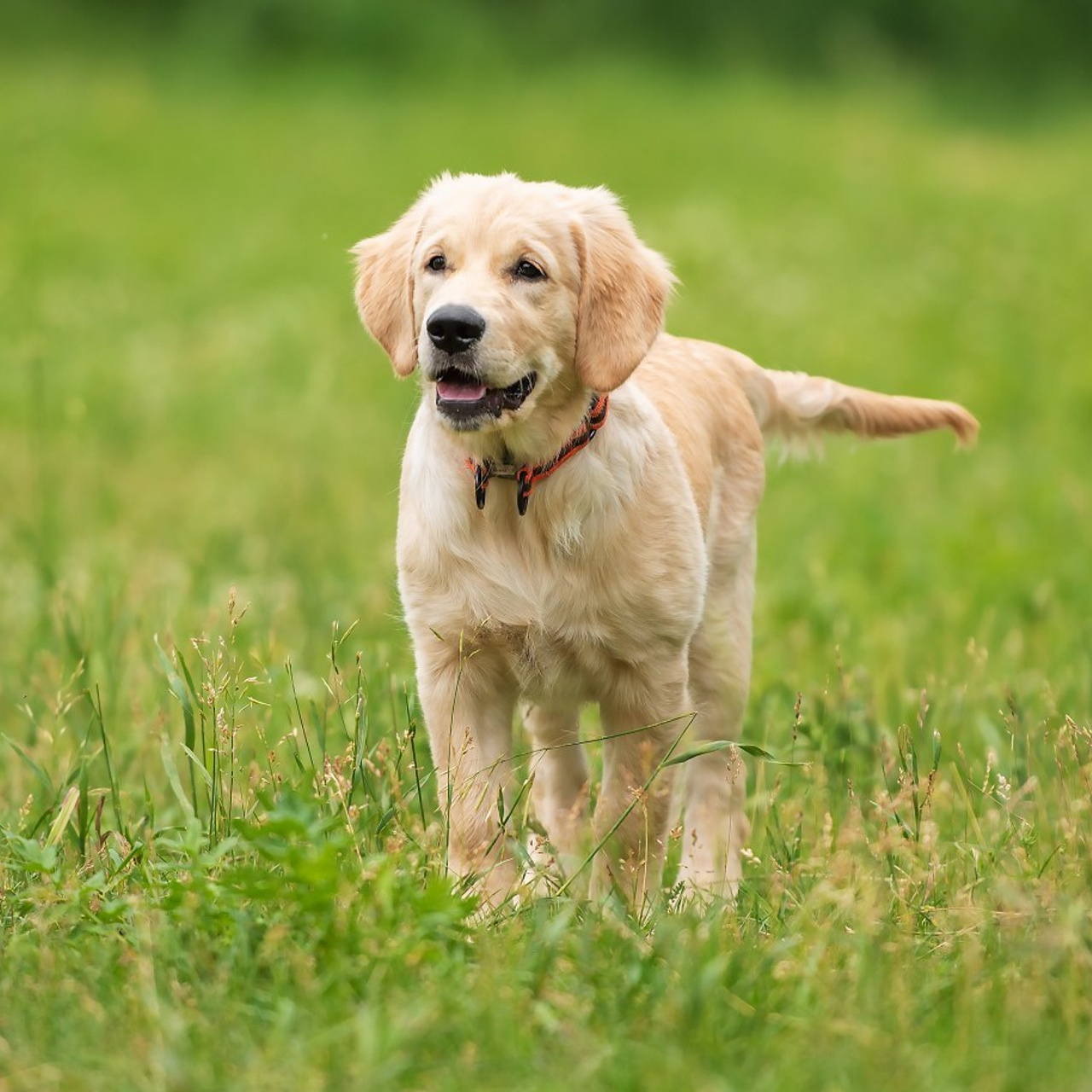 Отзывы. Дог-фотограф в Тюмени Александра Королева