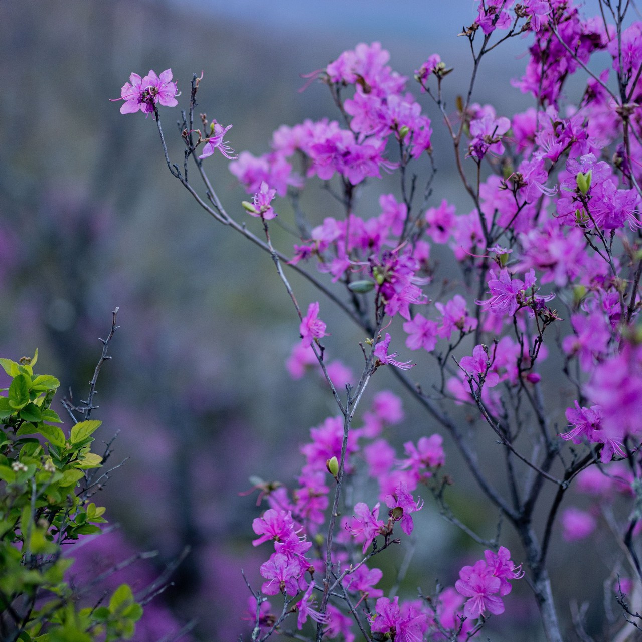 Отзывы. Фотограф г. Хабаровск