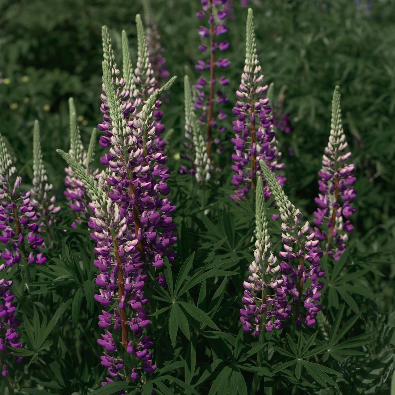 Отзывы. Фотограф г. Хабаровск