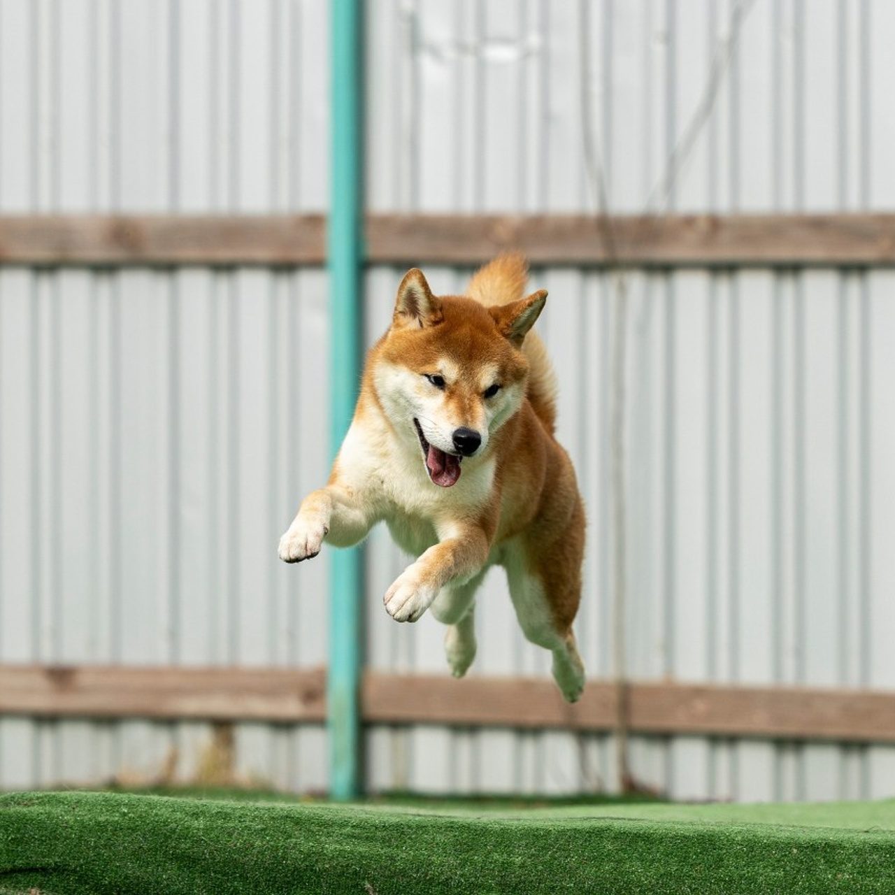 Отзывы. Фотограф-анималист Анна Маринич