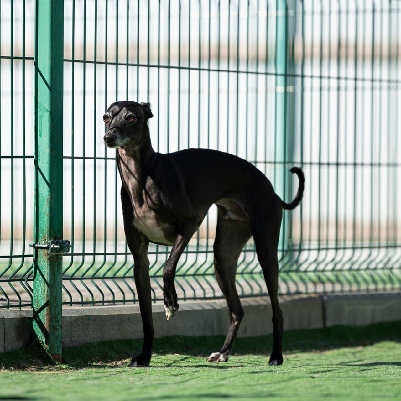 Отзывы. Фотограф-анималист Анна Маринич
