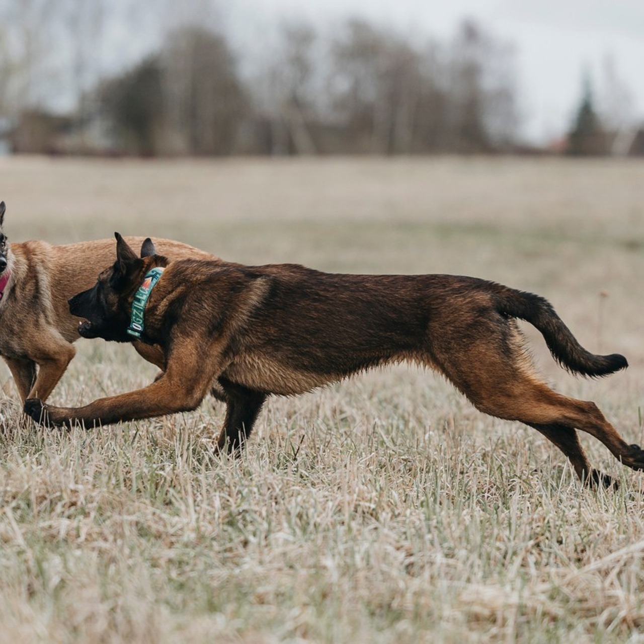 Отзывы. Фотограф-анималист Анна Маринич