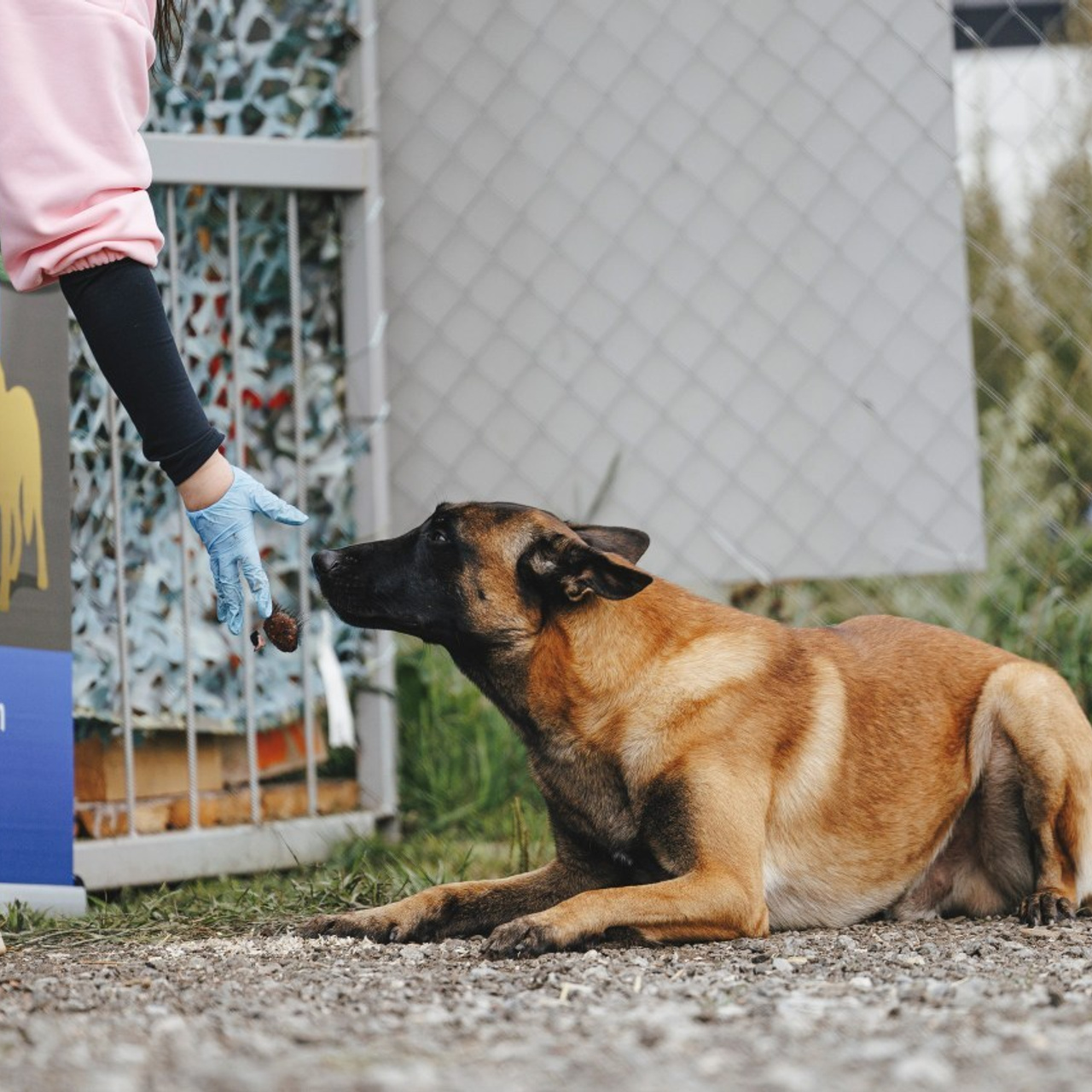 Отзывы. Фотограф-анималист Анна Маринич
