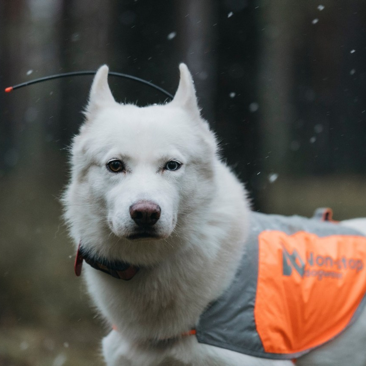 Отзывы. Фотограф-анималист Анна Маринич