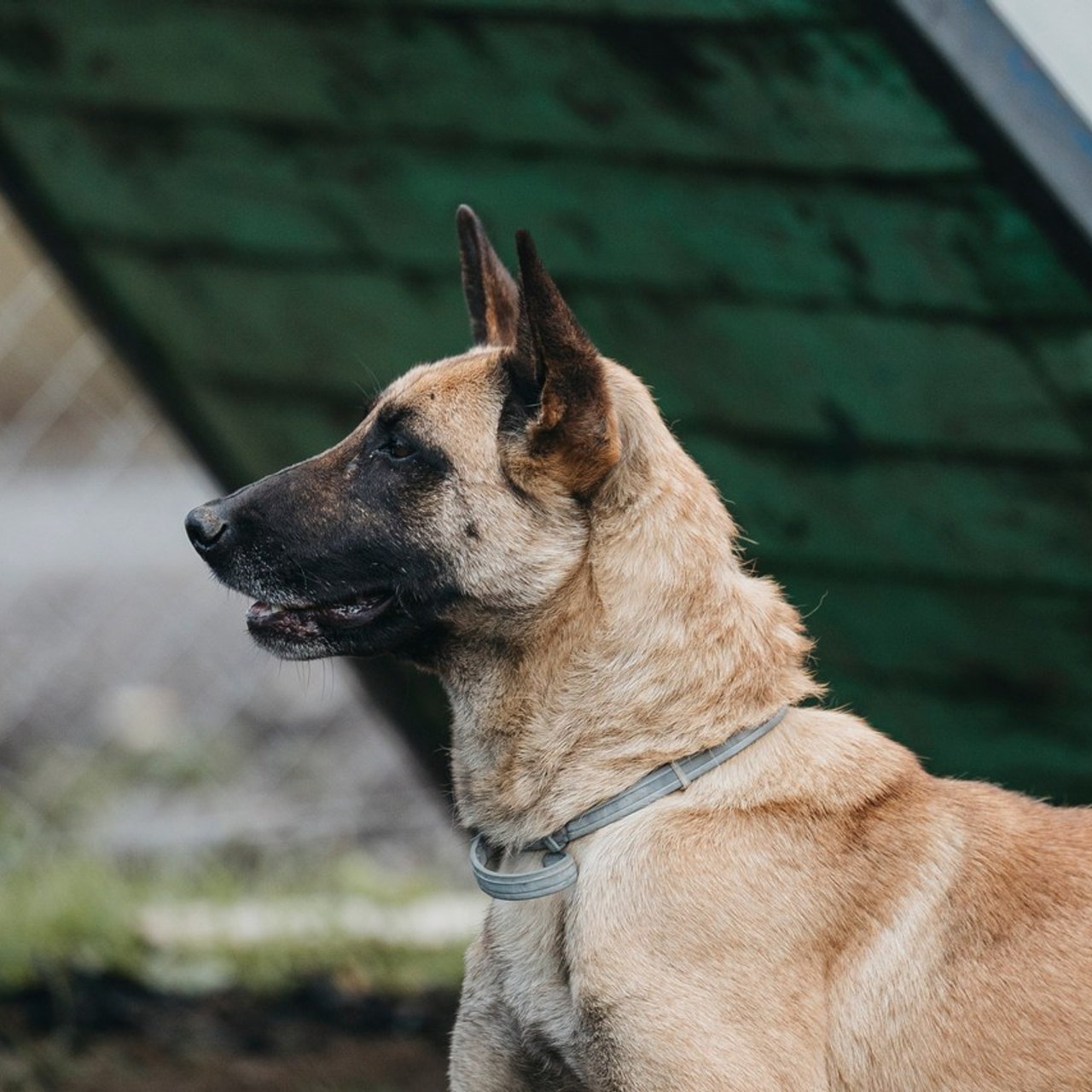 Отзывы. Фотограф-анималист Анна Маринич