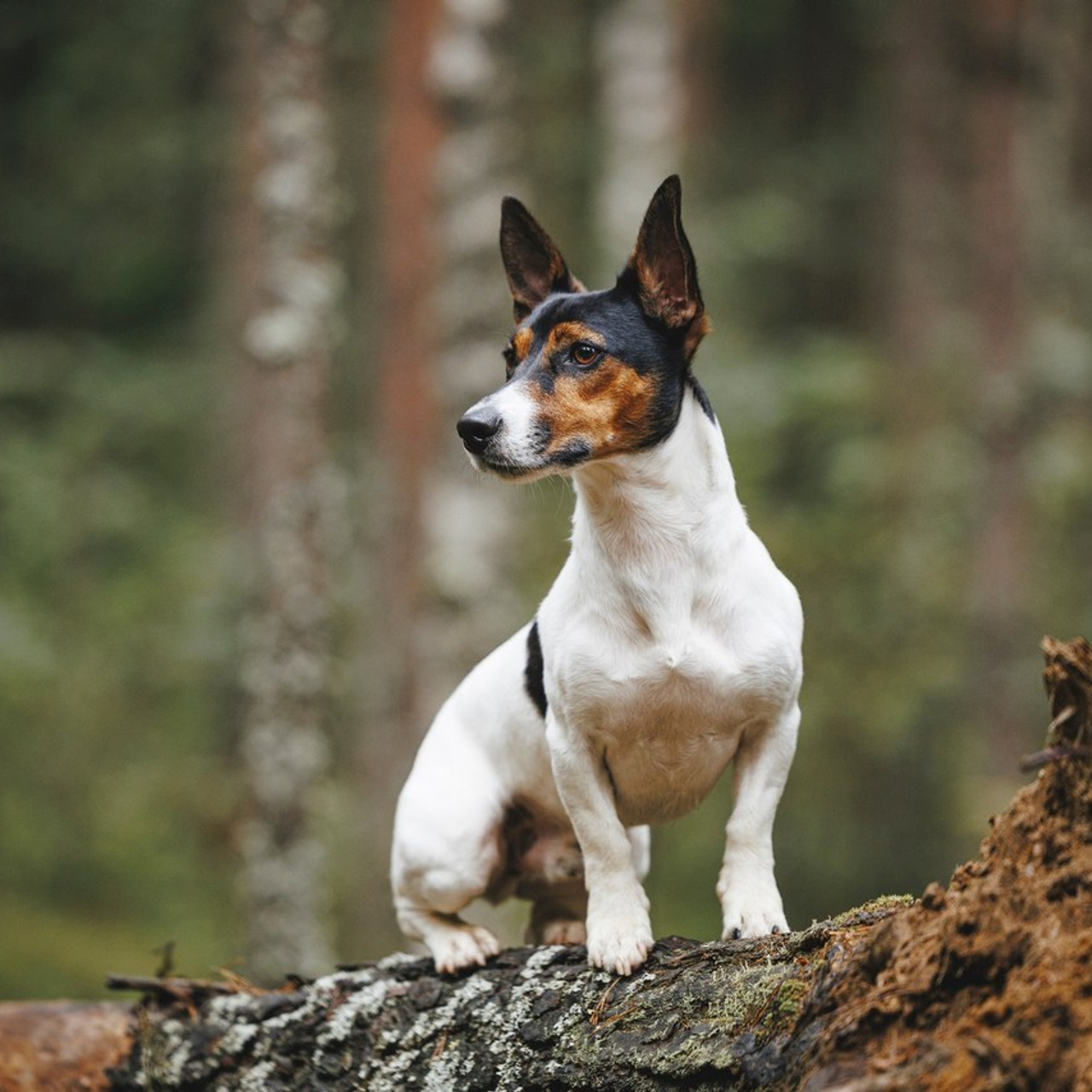 Отзывы. Фотограф-анималист Анна Маринич