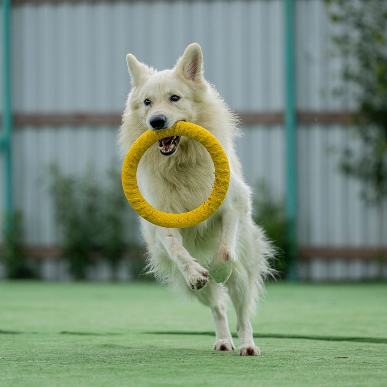 Отзывы. Фотограф-анималист Анна Маринич