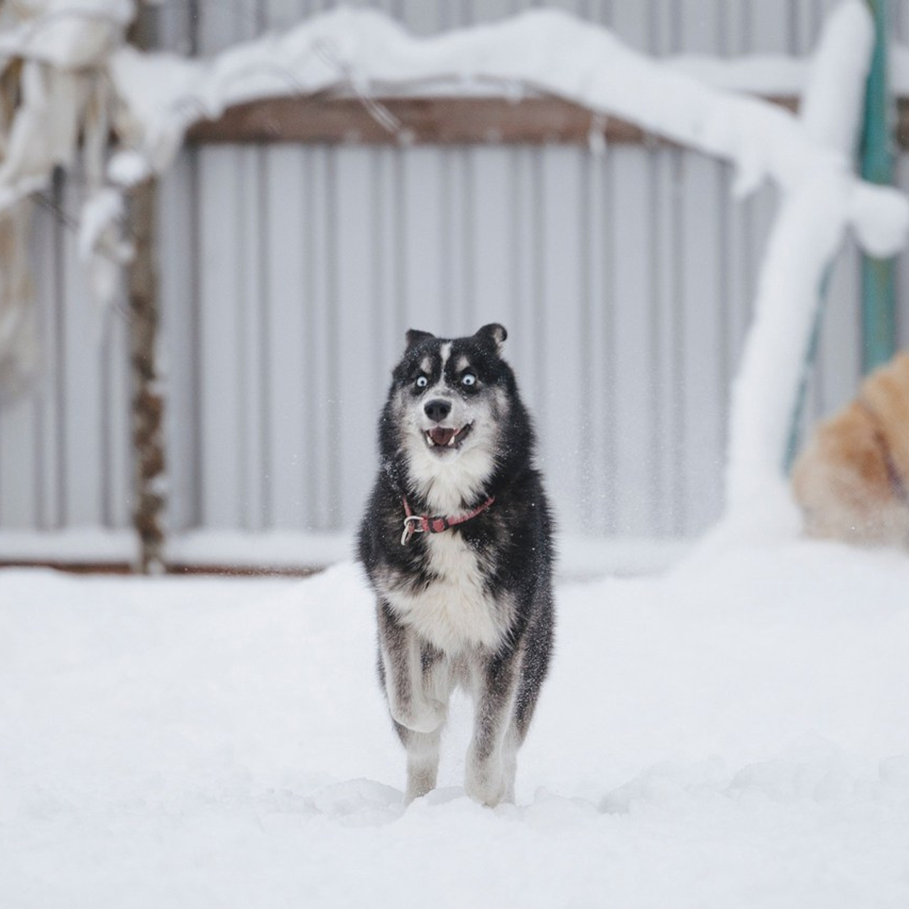 Отзывы. Фотограф-анималист Анна Маринич