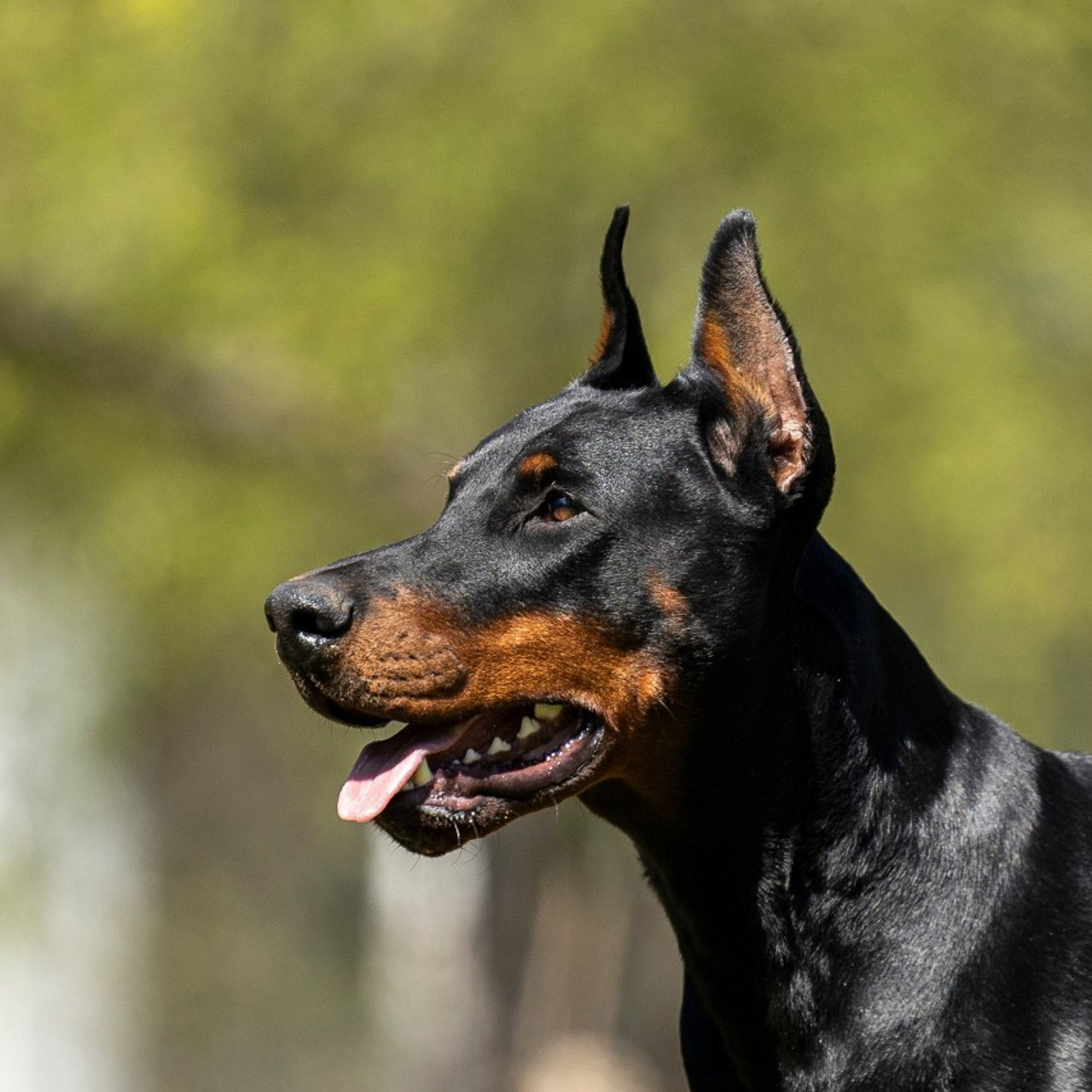 Отзывы. Фотограф-анималист Анна Маринич