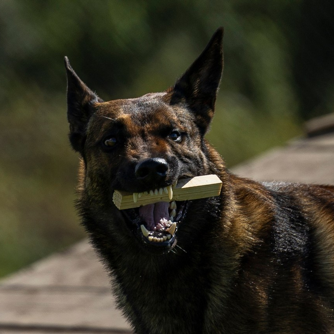 Отзывы. Фотограф-анималист Анна Маринич