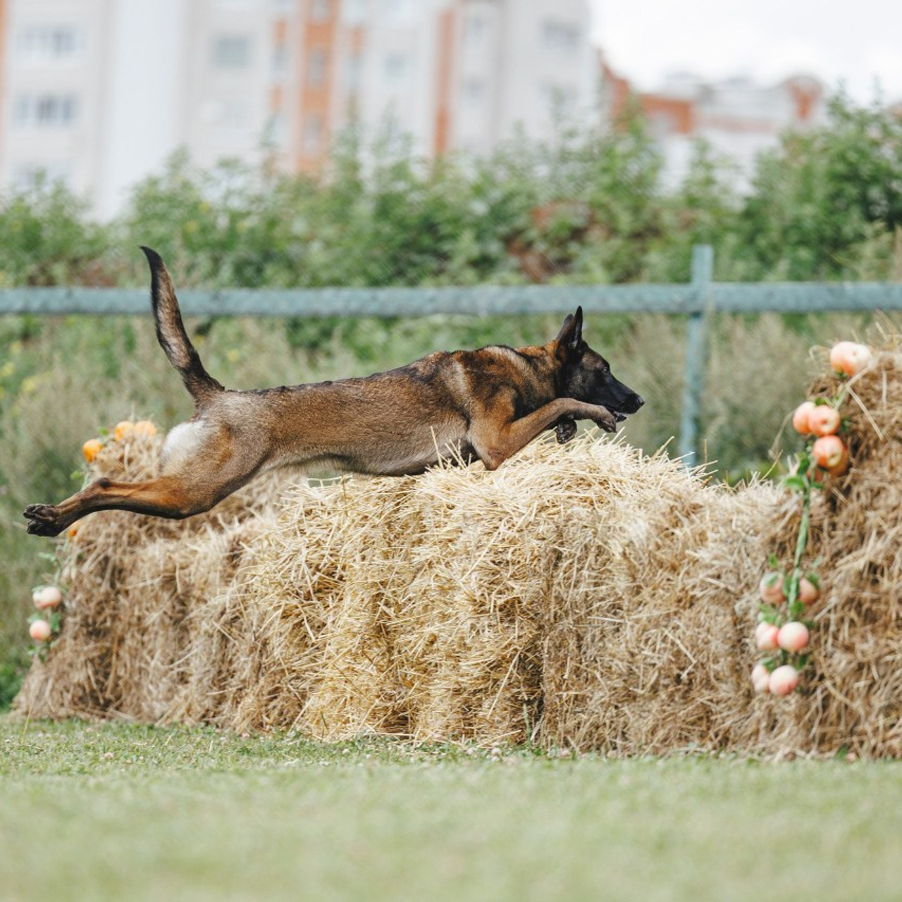 Отзывы. Фотограф-анималист Анна Маринич